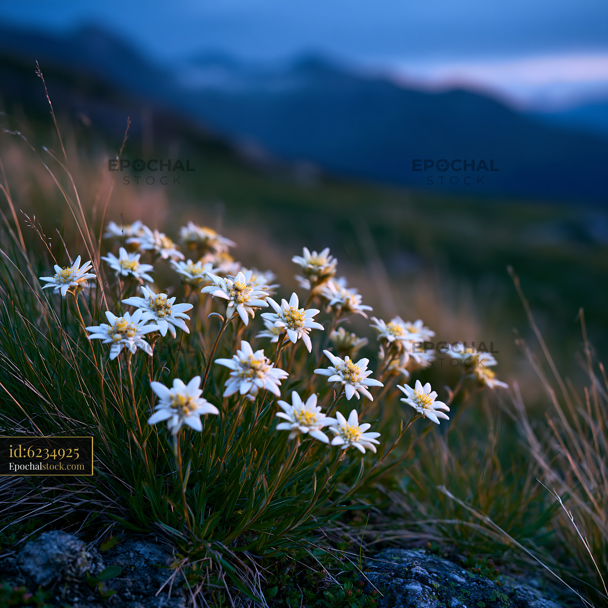 Watermarked full-resolution preview of Wildflowers bloom in the mountains during twilight hours