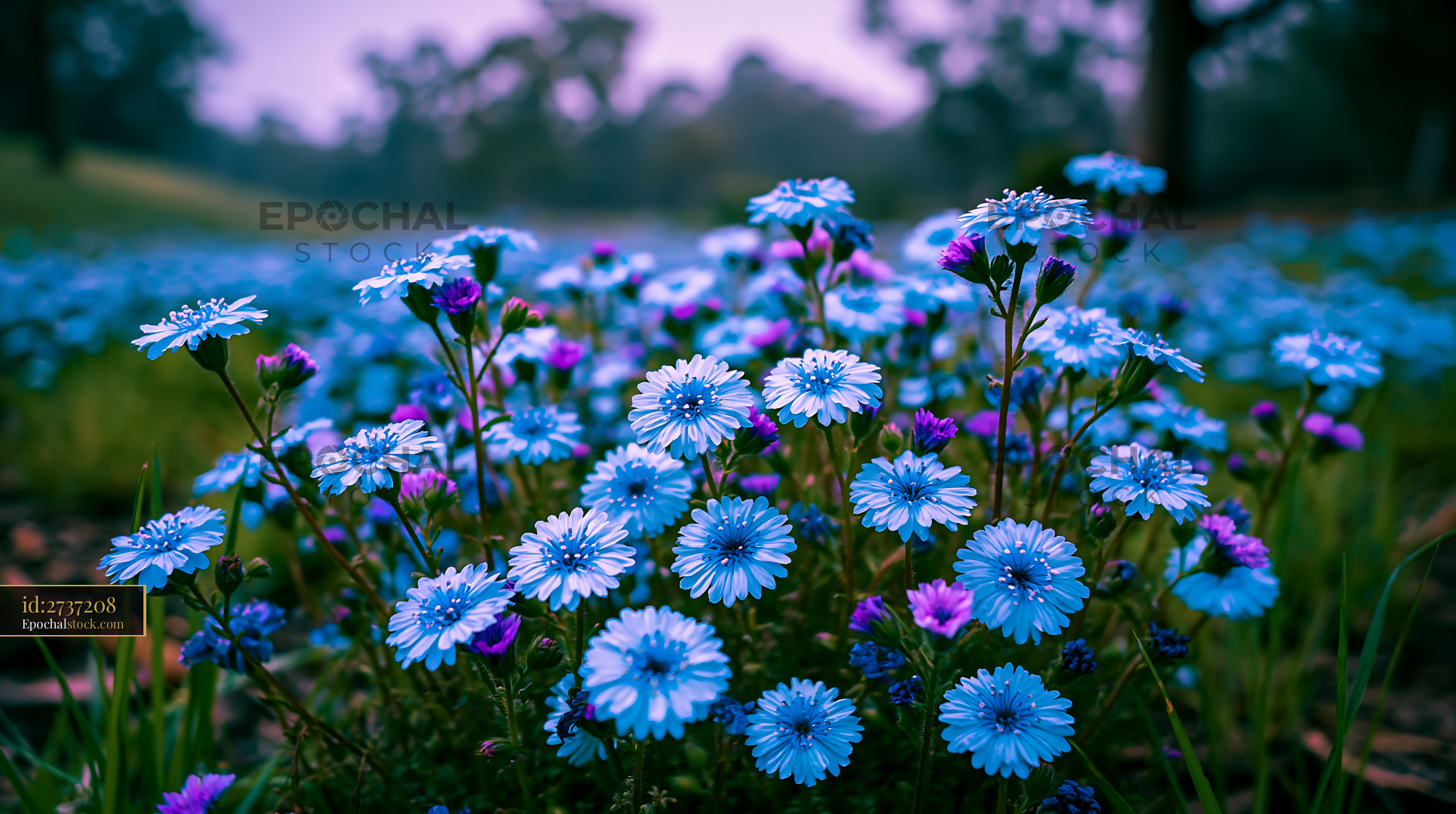 Flowers Bloom in a Field Under Soft Light in a Warm Season - stock photo
