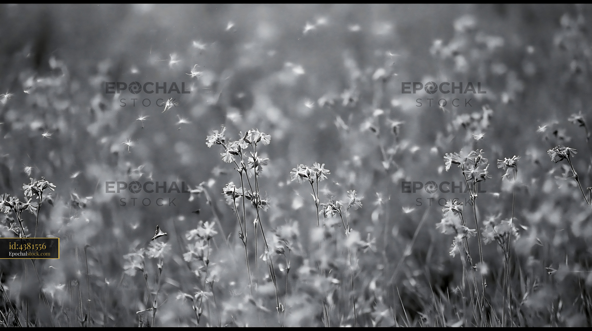 Watermarked full-resolution preview of Black and white wildflowers in a field