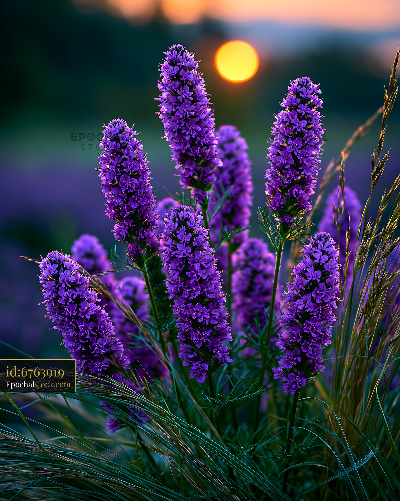Watermarked full-resolution preview of Purple flowers at sunset in a field