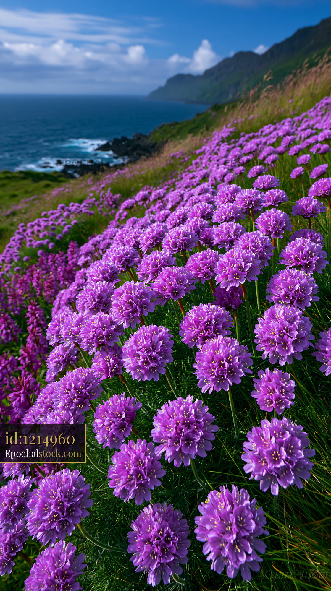 Watermarked full-resolution preview of Colorful flowers bloom on a coastal hillside under a blue sky