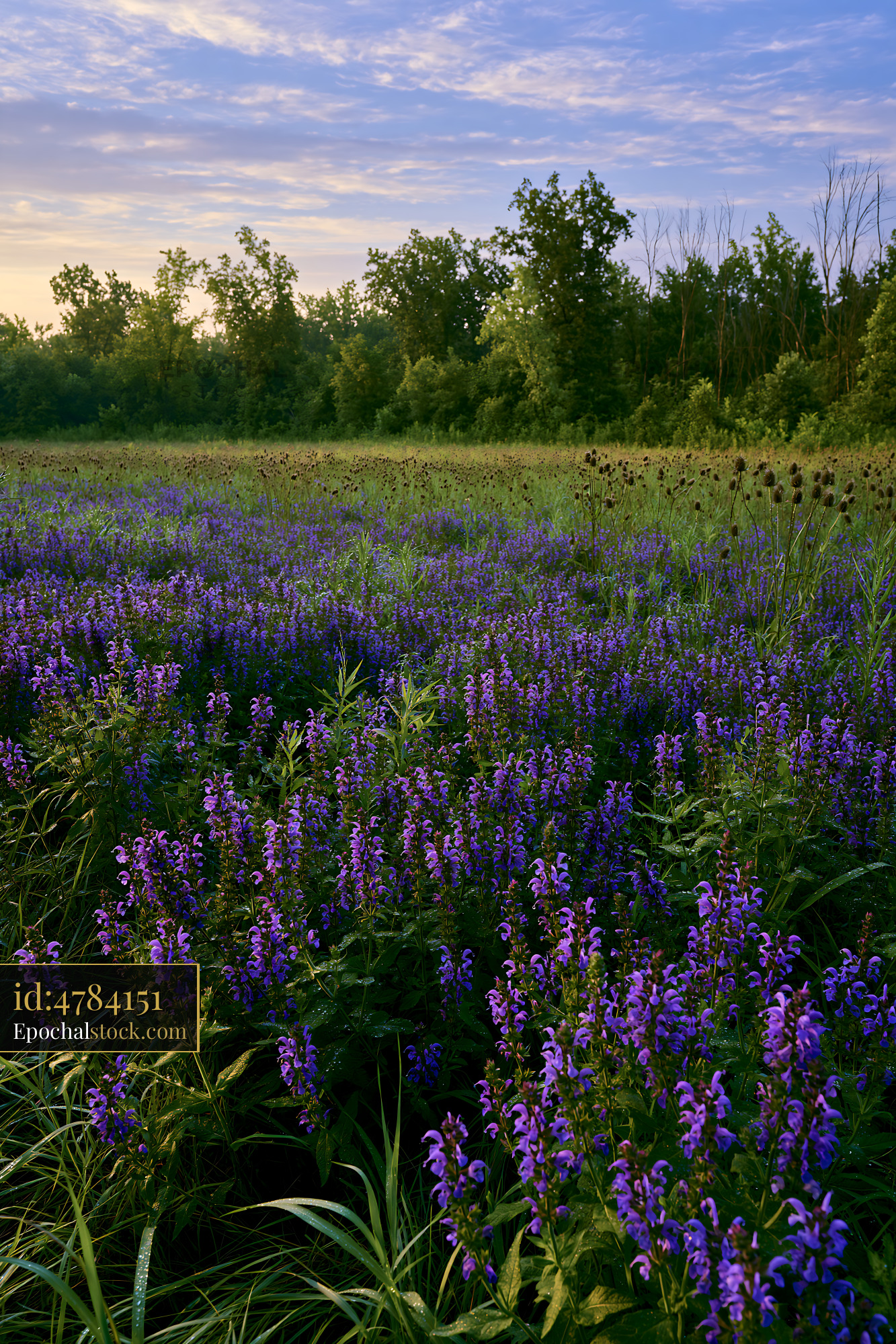 Meadow Sage Blooming in a Field During the Golden Hour - stock photo