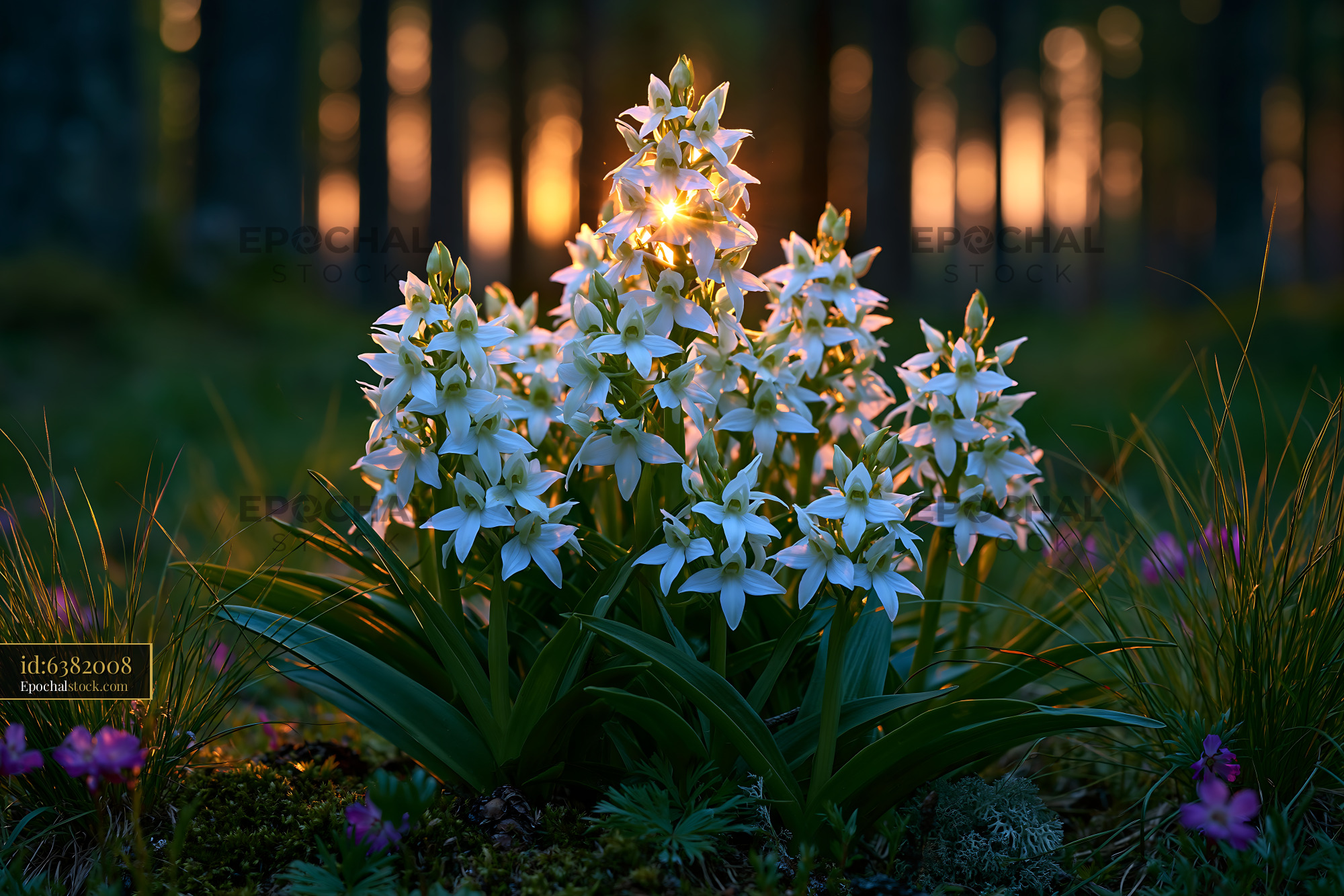 Watermarked full-resolution preview of Beautiful white flowers growing in a forest during sunset