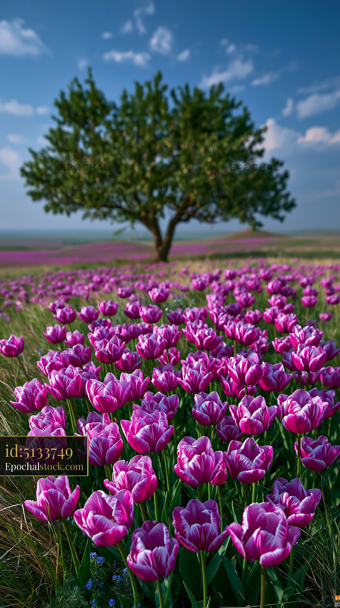 Watermarked full-resolution preview of Field of pink tulips with a tree under a blue sky