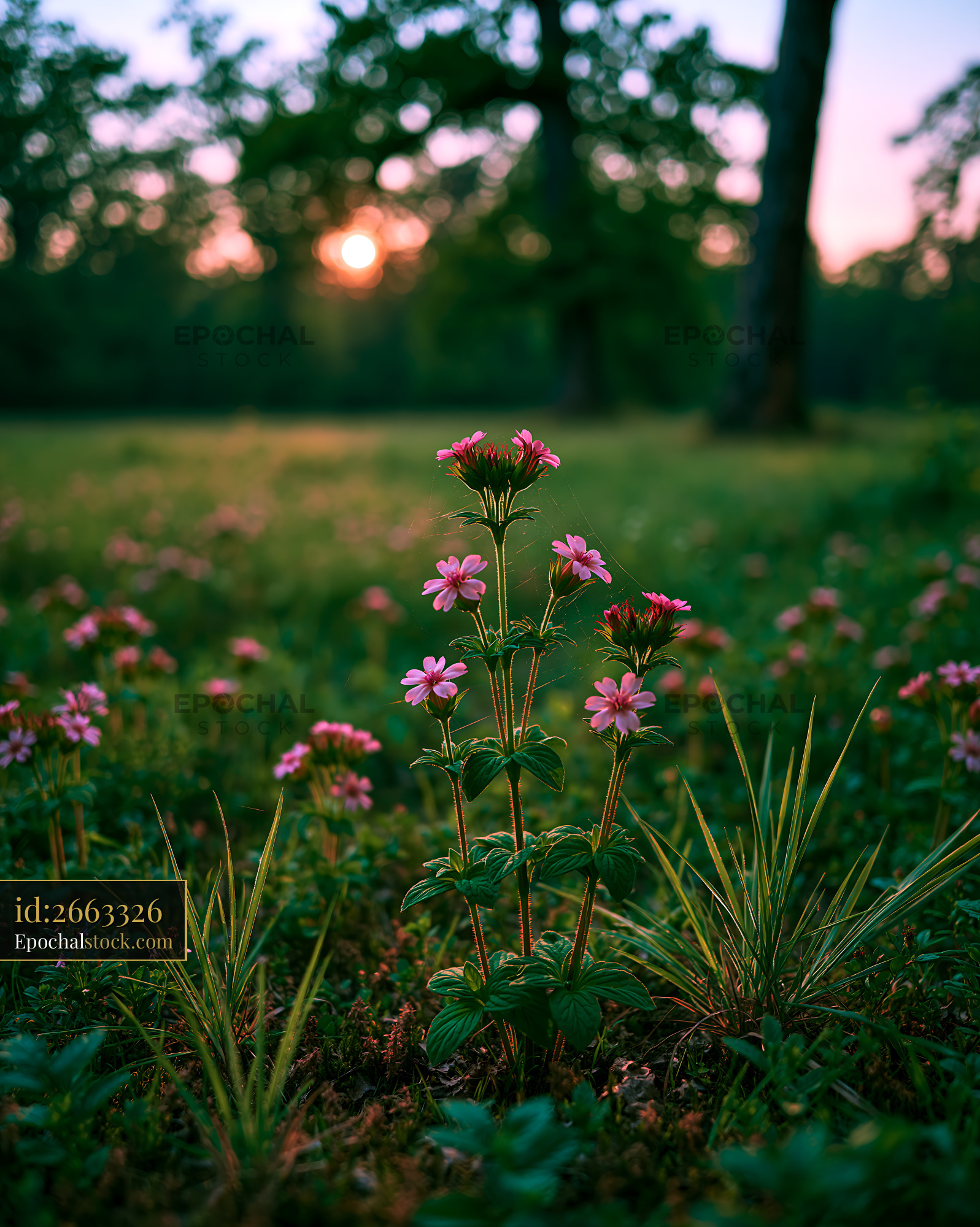 Watermarked full-resolution preview of Flowers blooming at sunset in a forest field