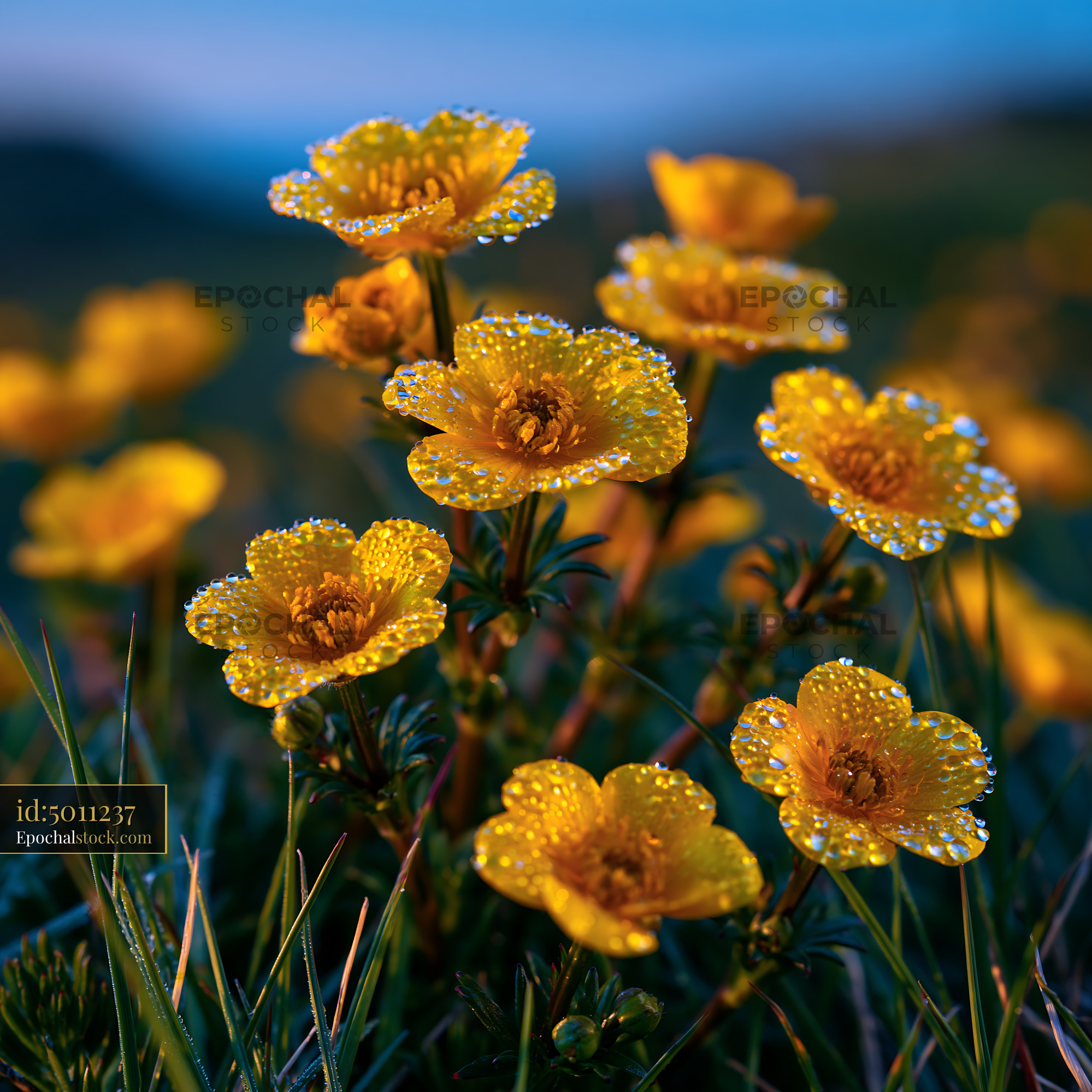 Watermarked full-resolution preview of Yellow flowers with raindrops on petals in a field