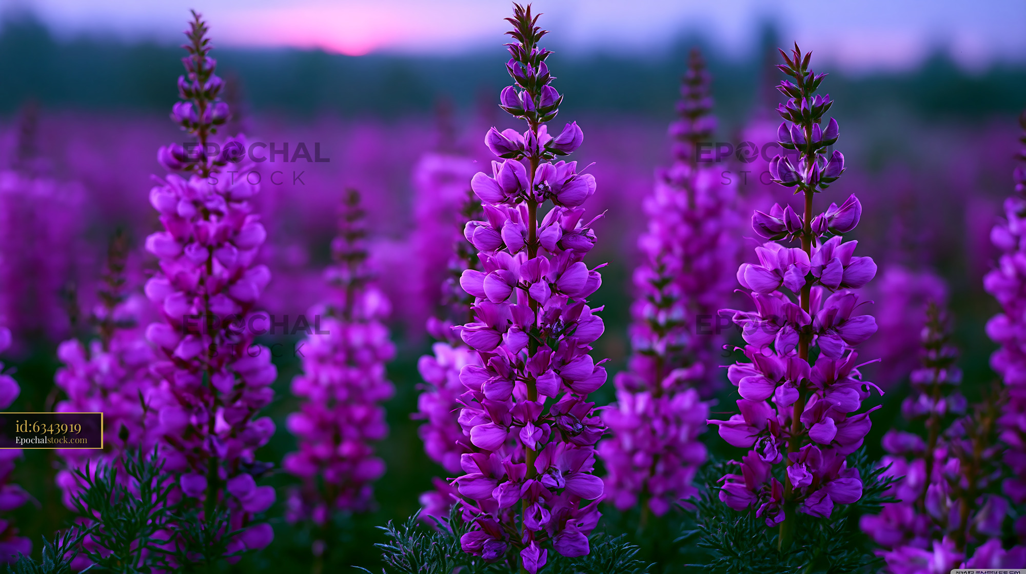 Watermarked full-resolution preview of Purple flowers in a field during sunset