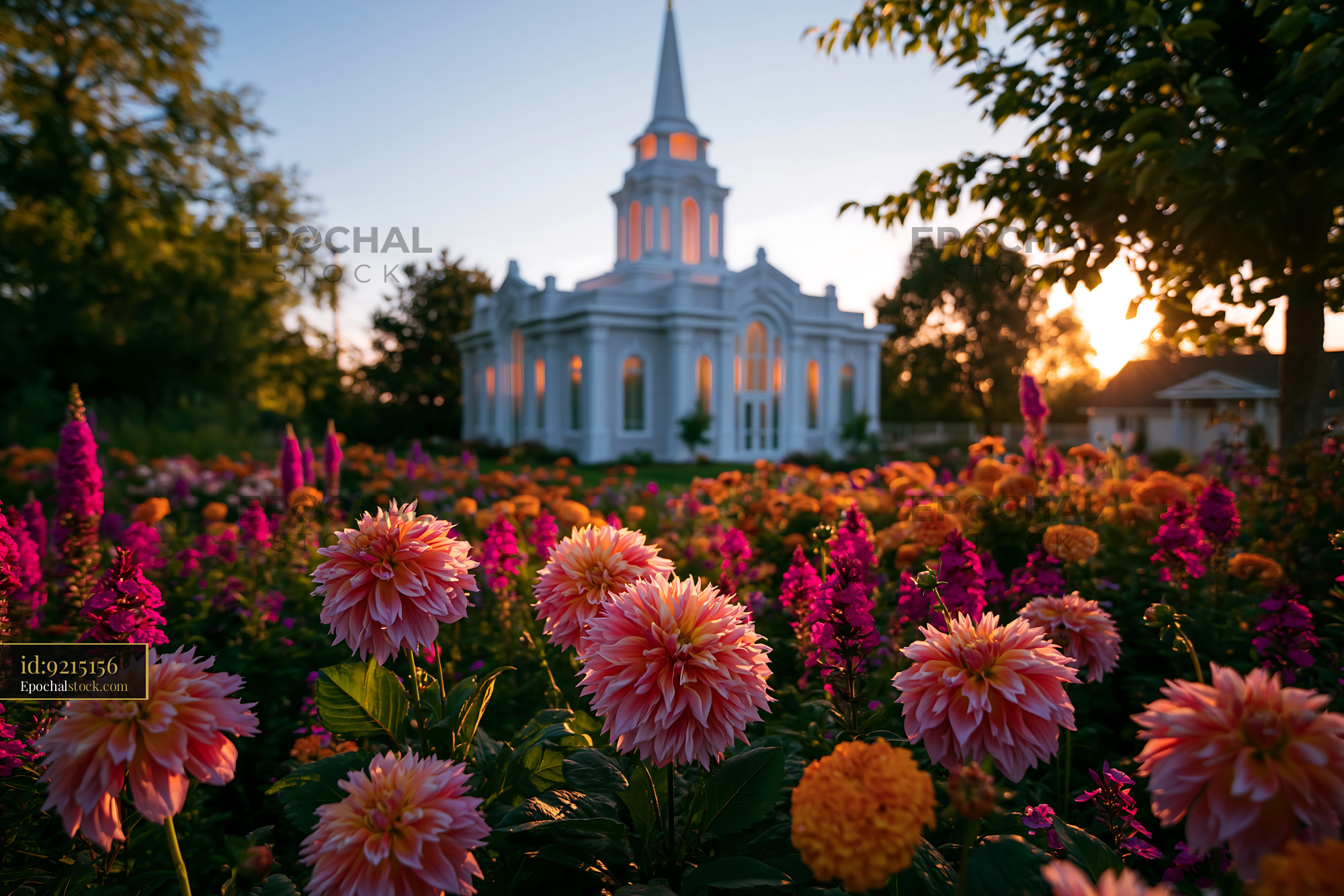 Watermarked full-resolution preview of Colorful flowers bloom near a white church at sunset