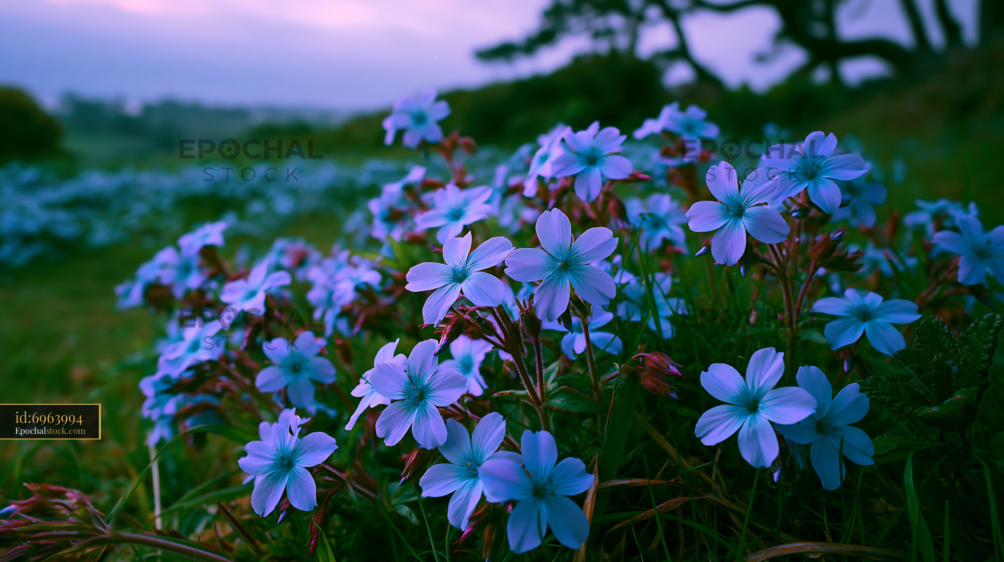 Watermarked full-resolution preview of Blue flowers bloom in a green field during twilight