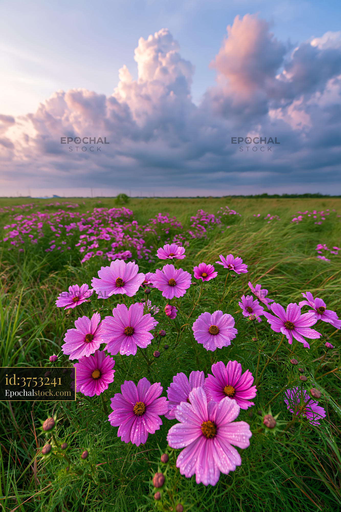 Watermarked full-resolution preview of Pink flowers bloom in a field under cloudy sky