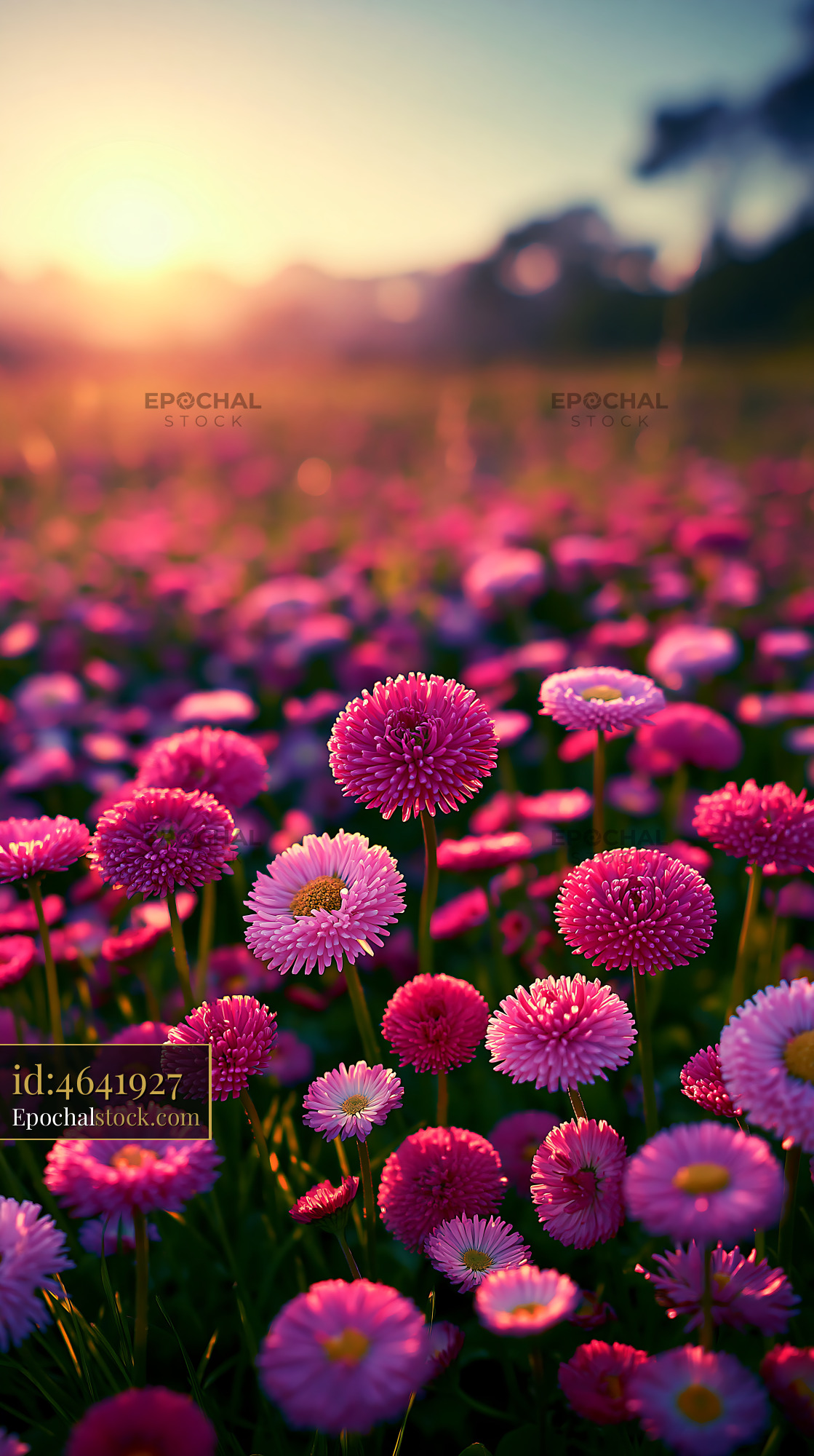 Watermarked full-resolution preview of Field of colorful daisies at sunset