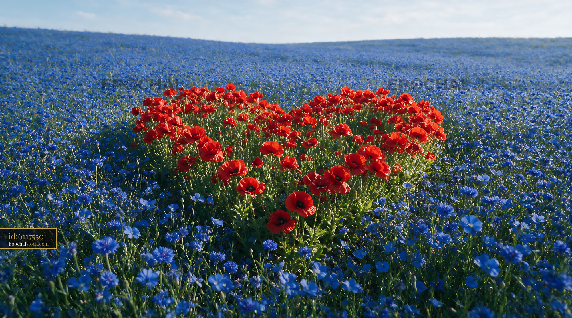 Watermarked full-resolution preview of Red flowers in heart shape surrounded by blue flowers