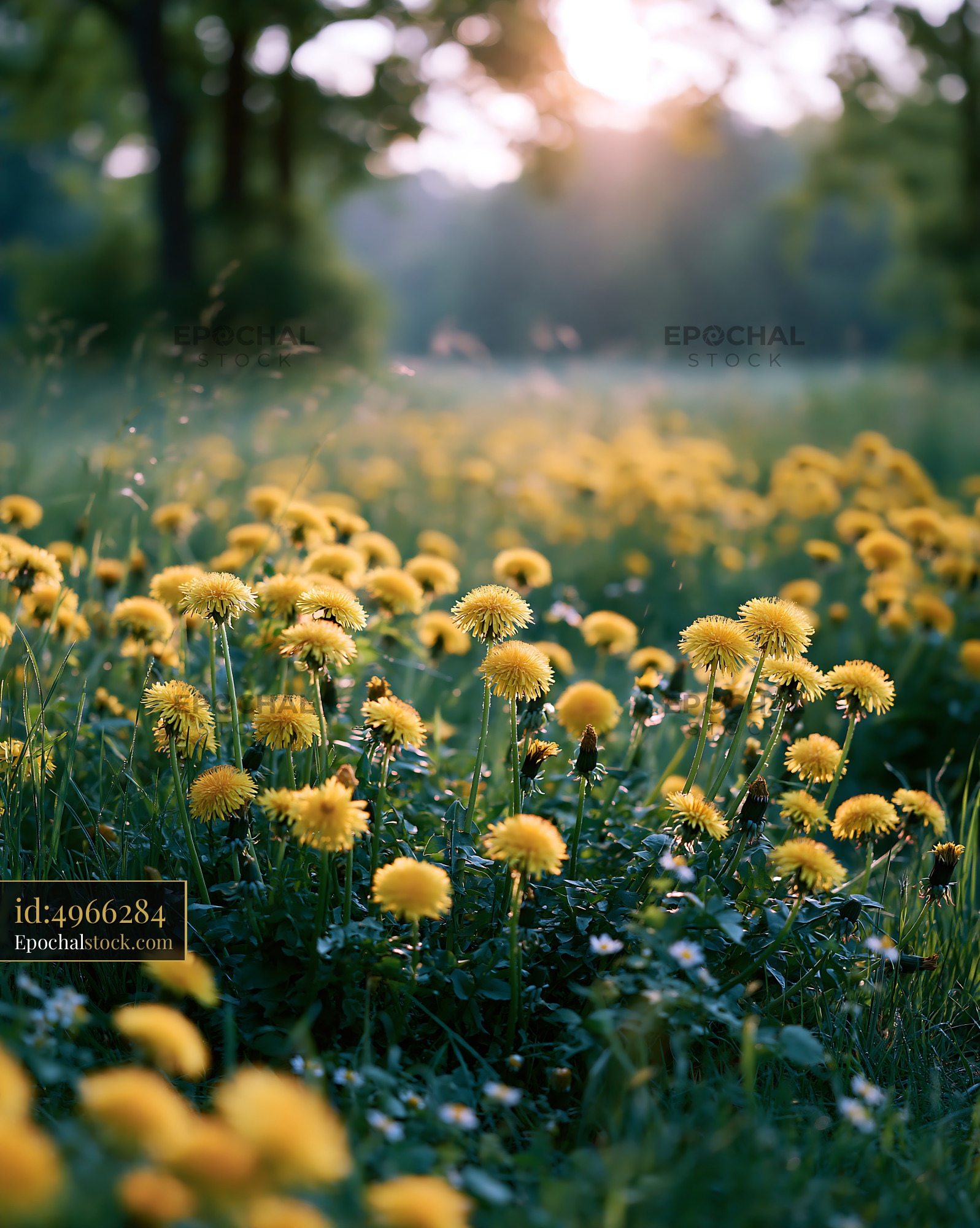 Watermarked full-resolution preview of Dandelion field during sunset in a green meadow