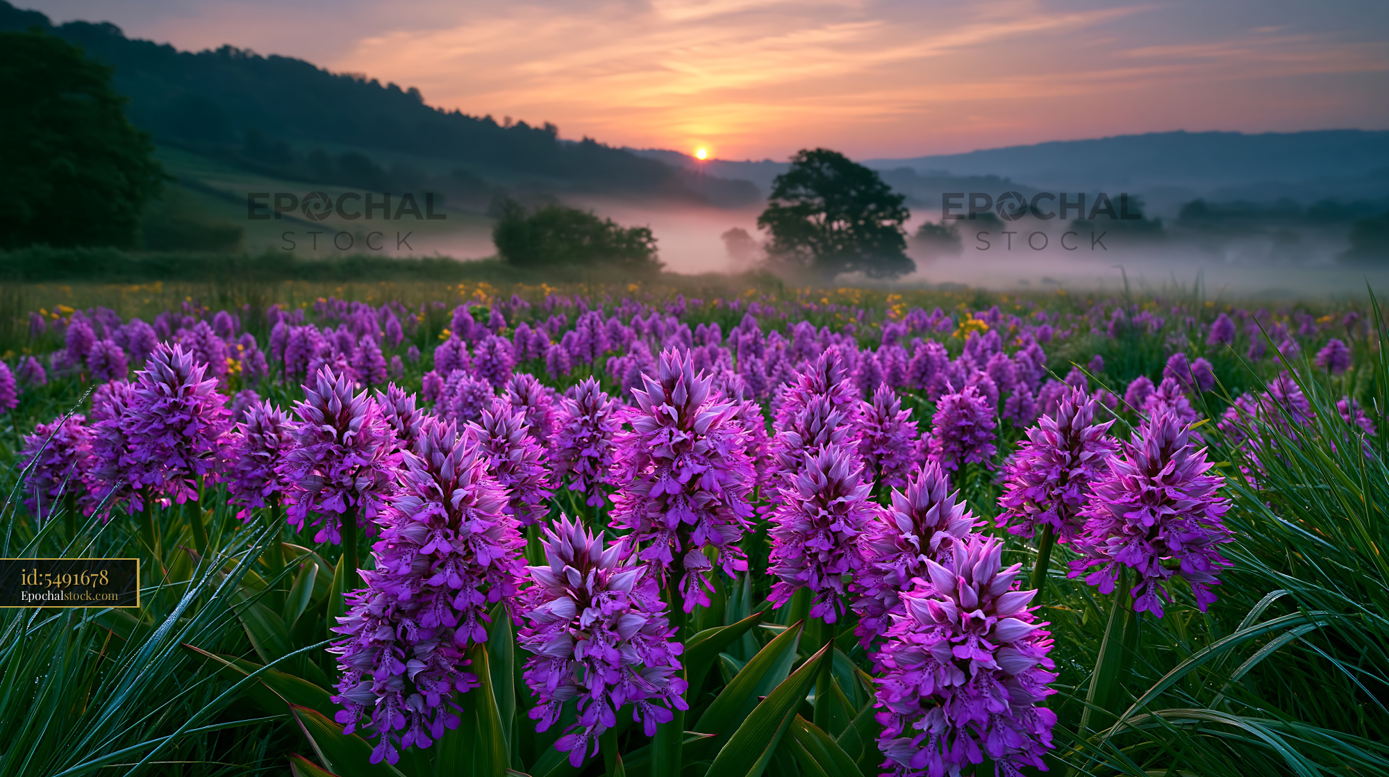 Watermarked full-resolution preview of Violet flowers bloom in meadow during sunrise near hills