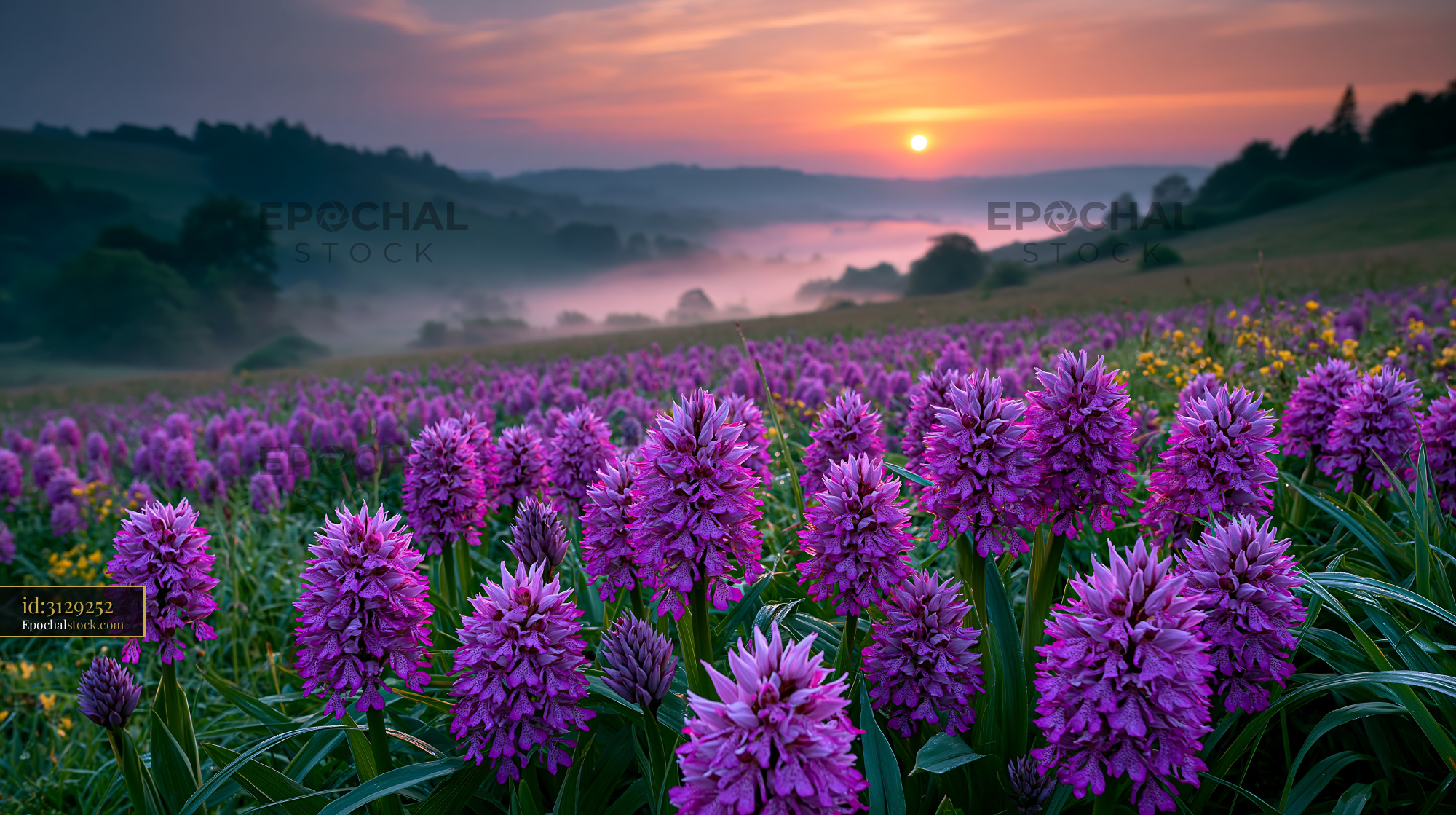 Watermarked full-resolution preview of Sunrise over a purple flower field with misty hills in the background
