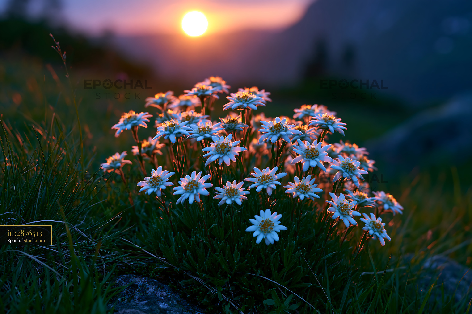 Watermarked full-resolution preview of Wildflowers bloom at sunset in a mountainous landscape