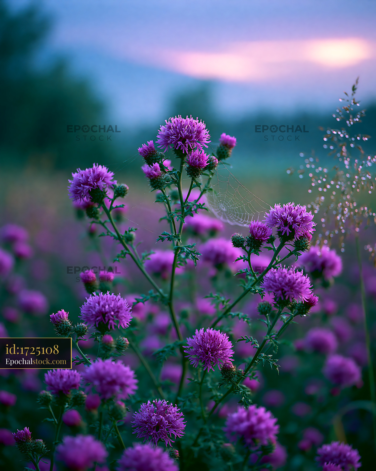 Watermarked full-resolution preview of Purple wildflowers with morning dew at sunrise