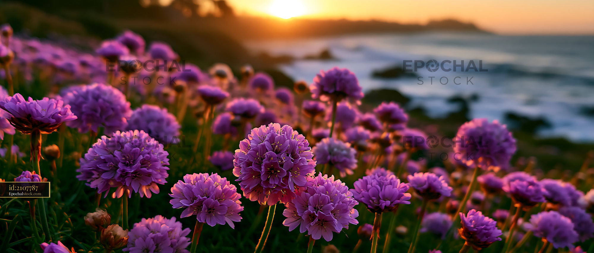 Watermarked full-resolution preview of Vibrant flowers blooming near the ocean at sunset