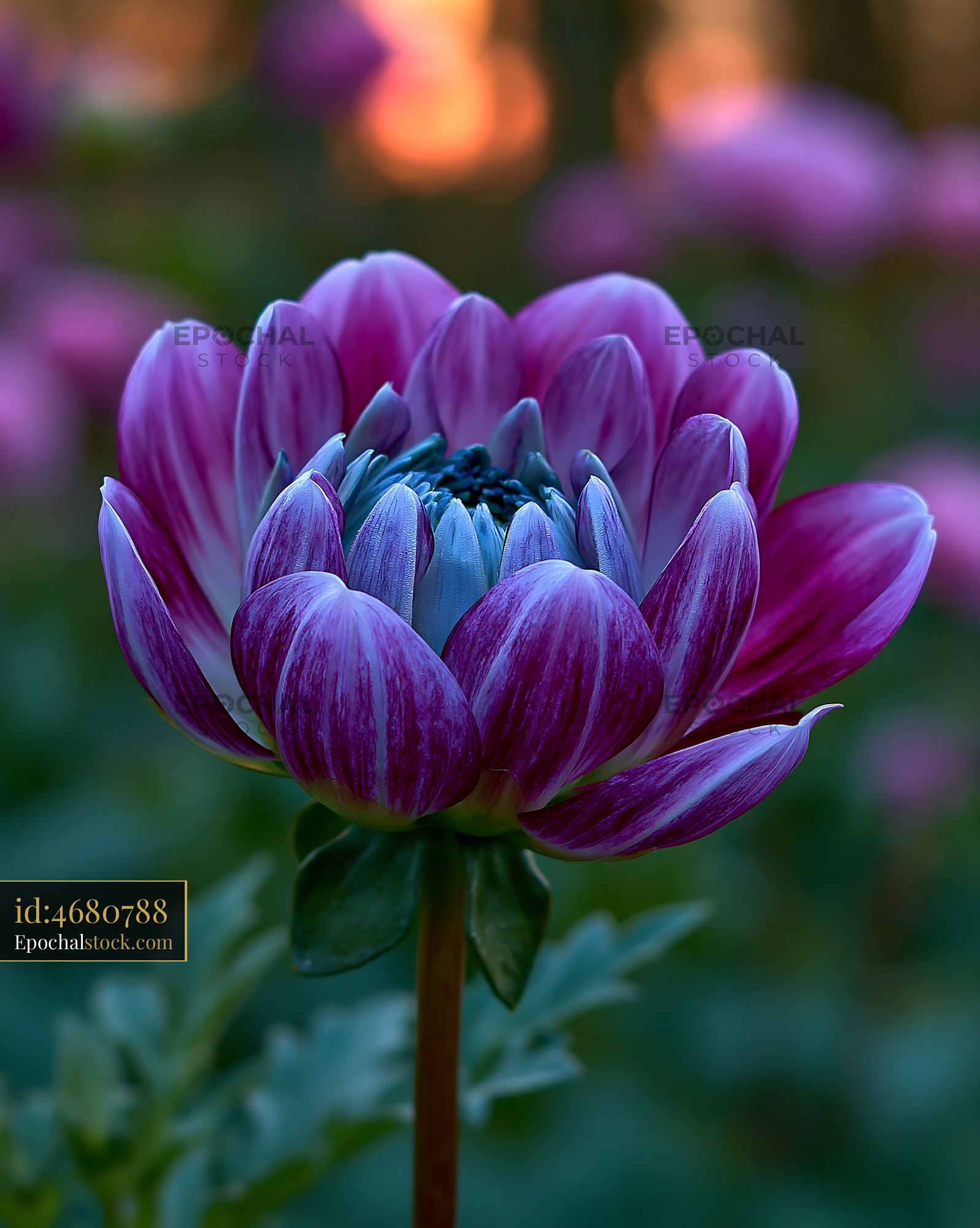 Watermarked full-resolution preview of Vibrant purple flower blooming in a garden at sunset
