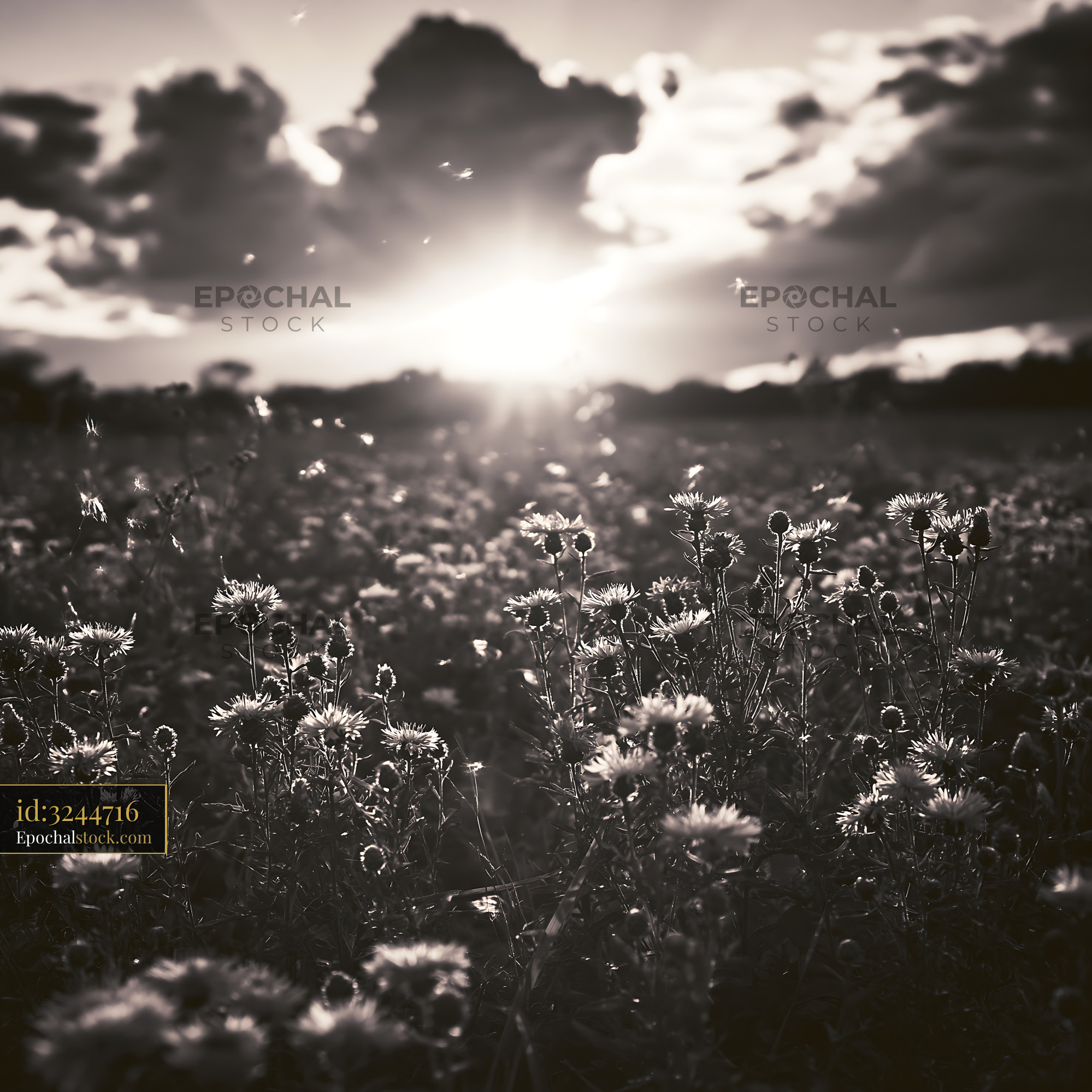 Watermarked full-resolution preview of Sunset over a field filled with flowers and clouds