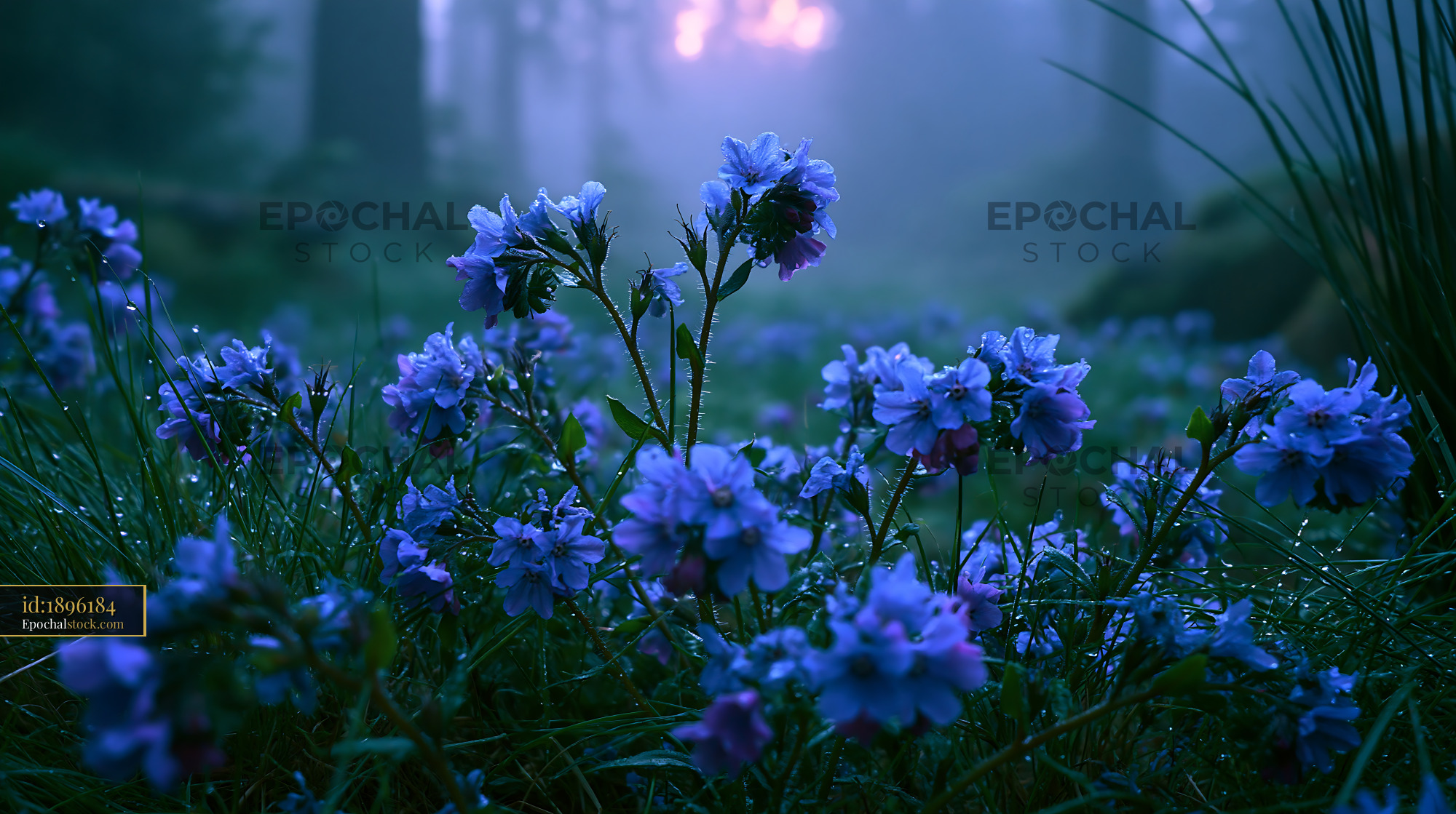 Watermarked full-resolution preview of Purple flowers covered in dew on a foggy forest floor