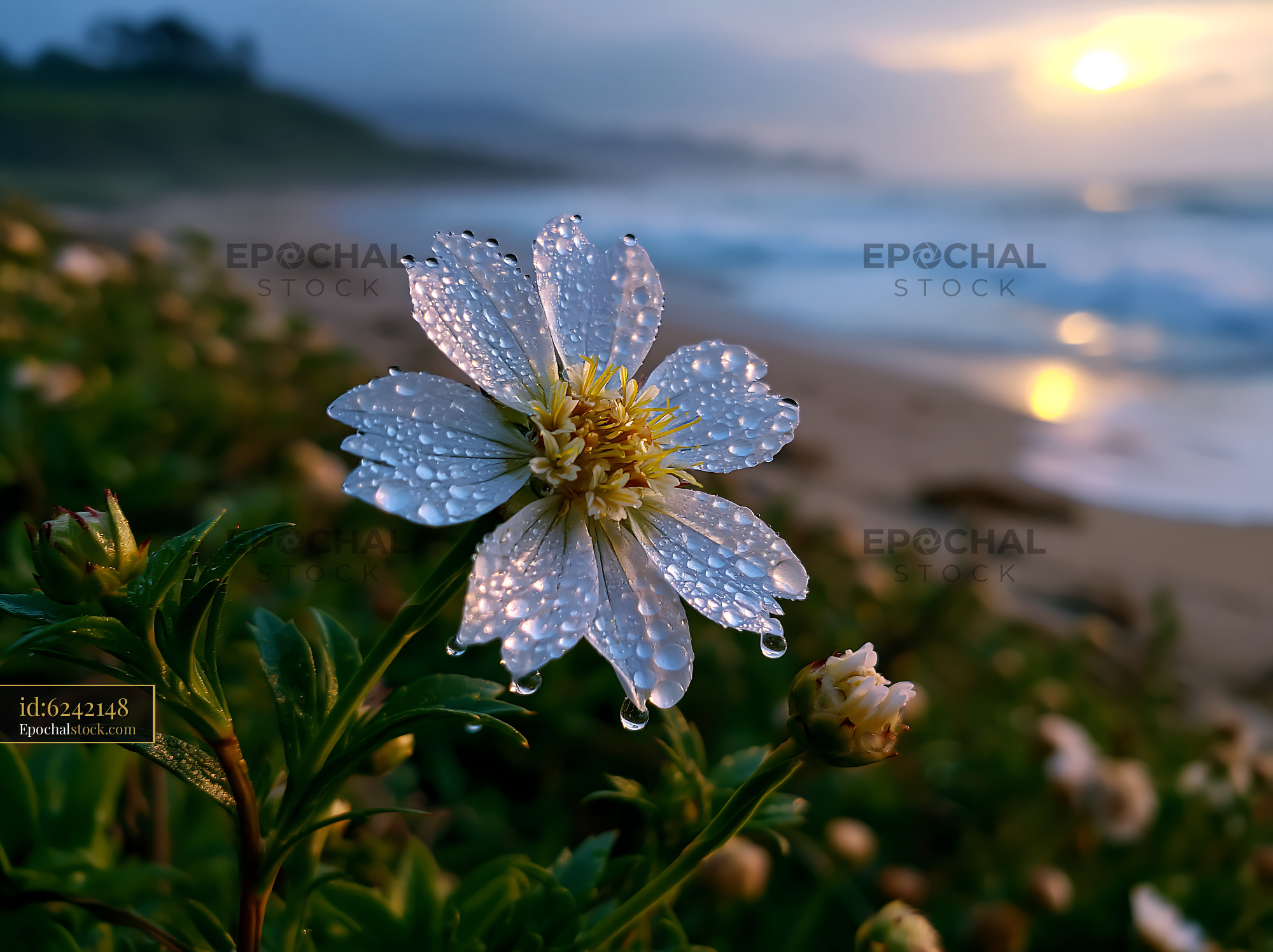 Watermarked full-resolution preview of Flower with water droplets on beach during sunset
