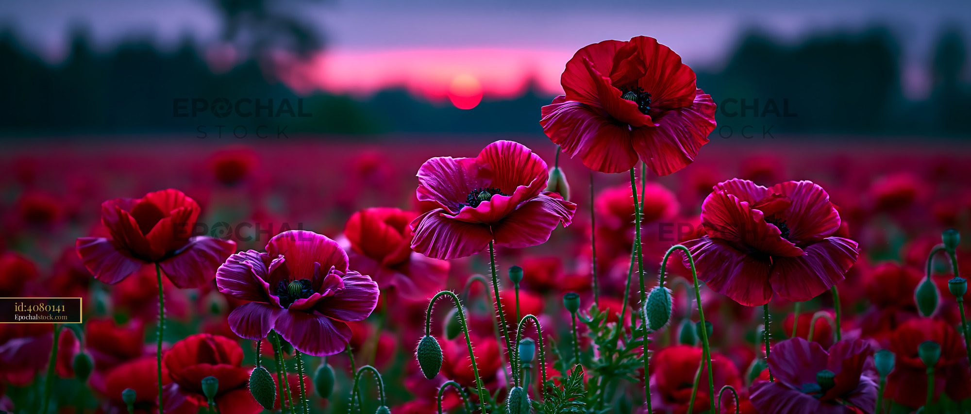 Watermarked full-resolution preview of Colorful poppy flowers in a field at sunset