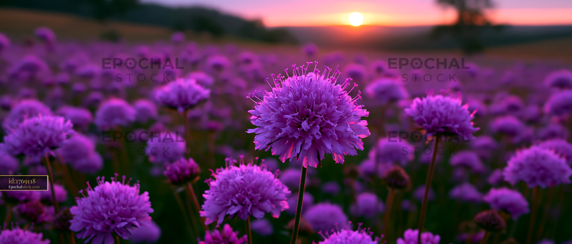 Watermarked full-resolution preview of Vibrant purple flowers in a field during sunset