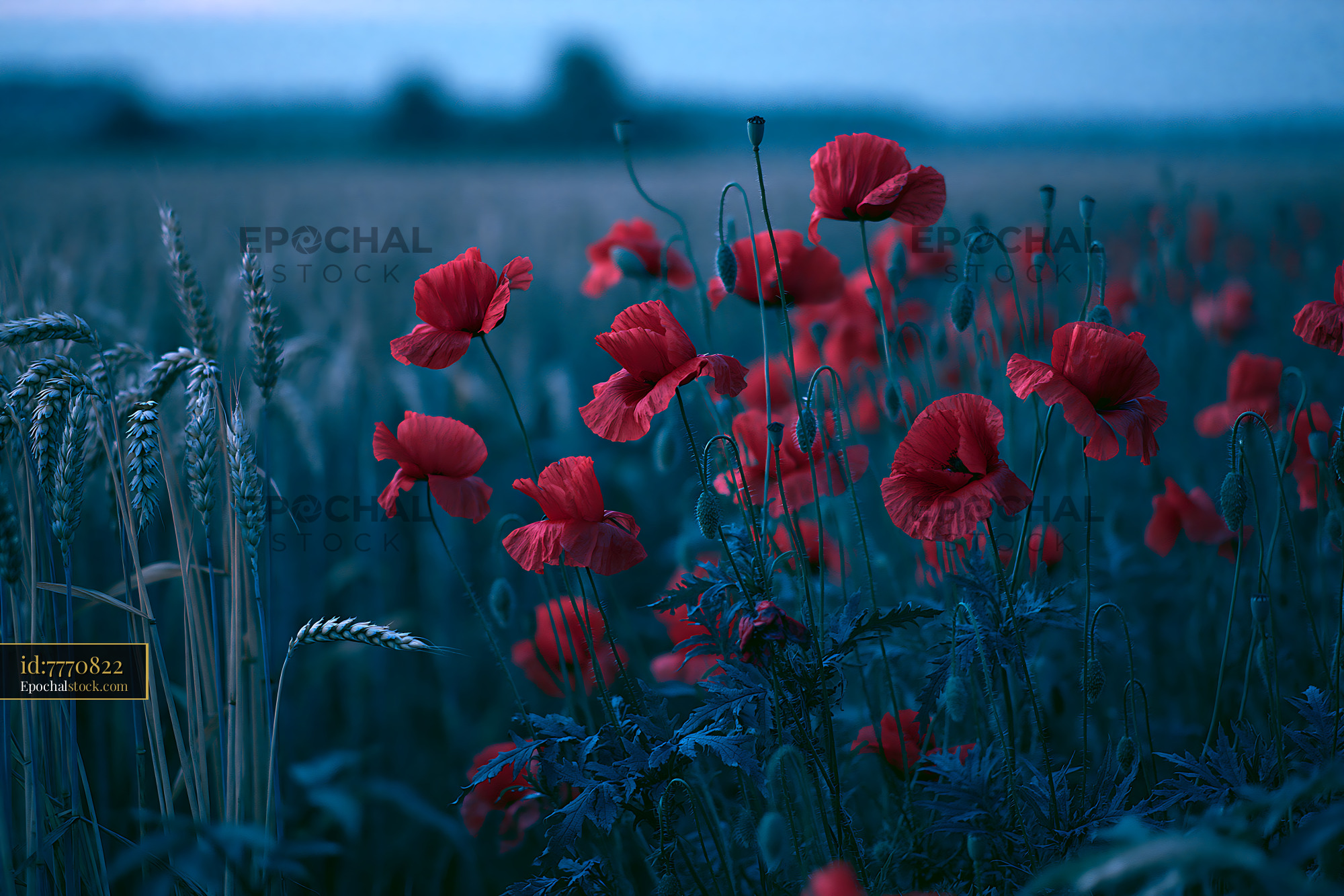 Watermarked full-resolution preview of Poppies blooming in a field during twilight hours