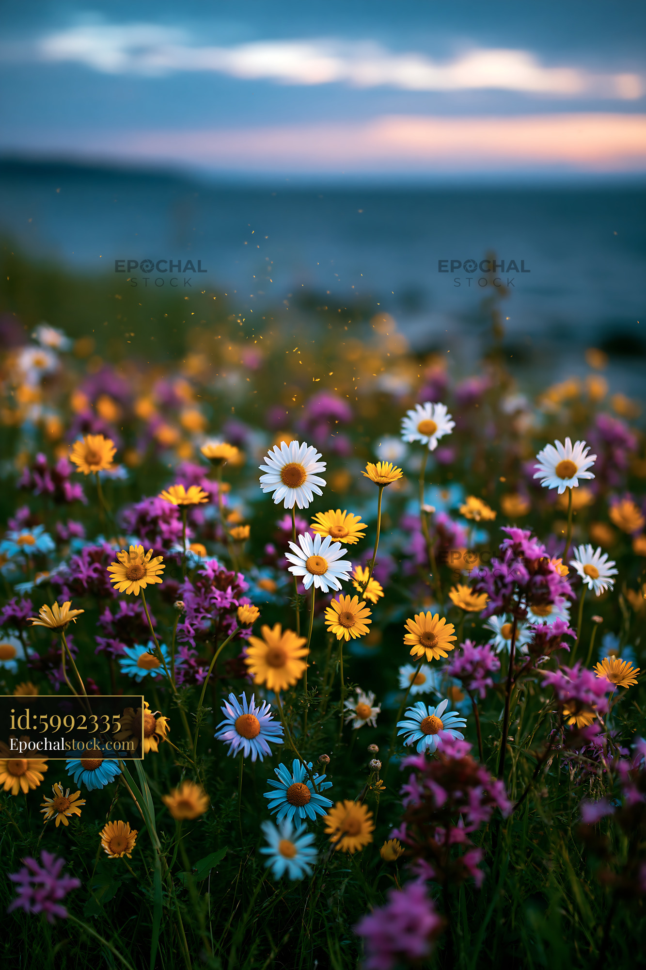 Watermarked full-resolution preview of Colorful wildflowers bloom near the water at sunset