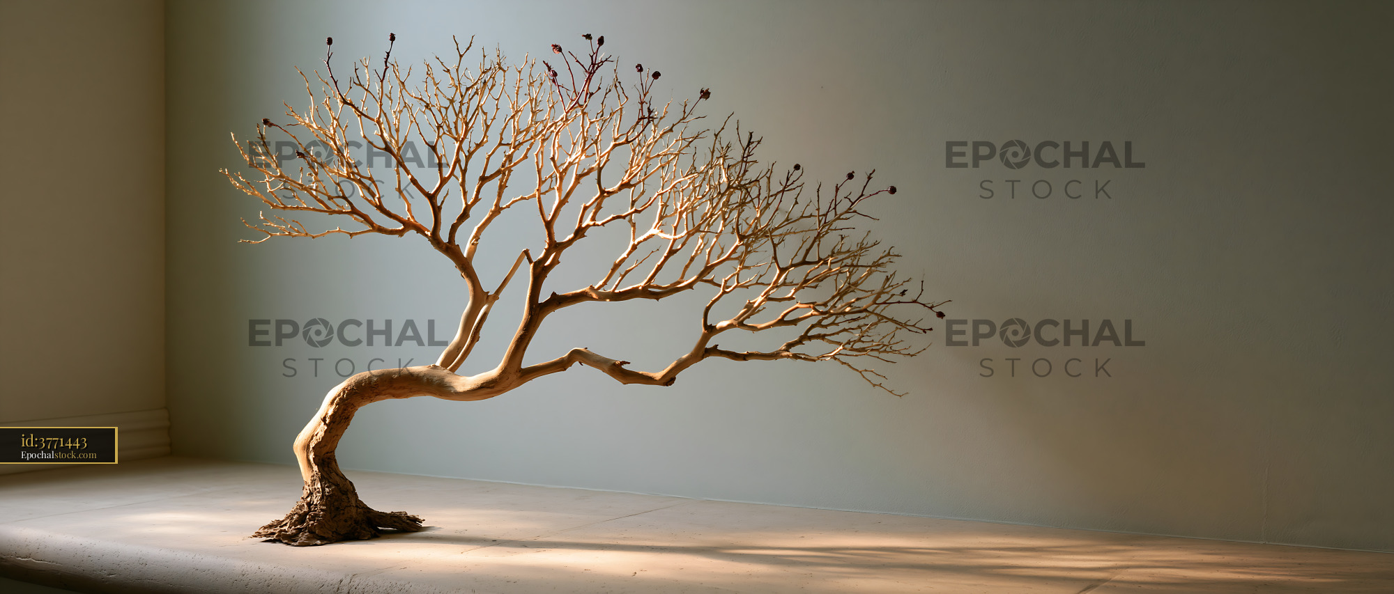 Watermarked full-resolution preview of Bonsai tree in a bright room with soft natural light