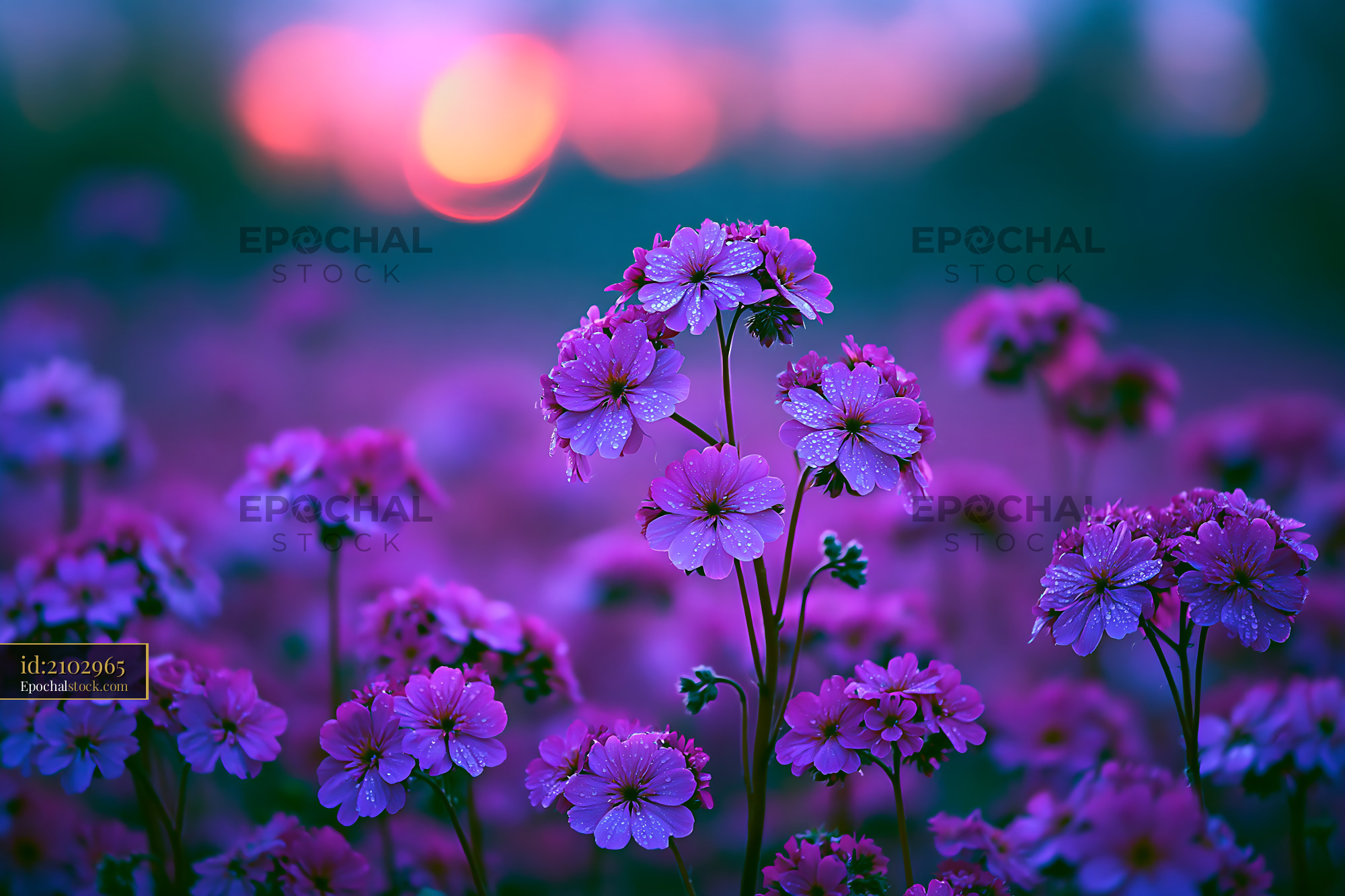 Watermarked full-resolution preview of Purple flowers with water droplets at sunset