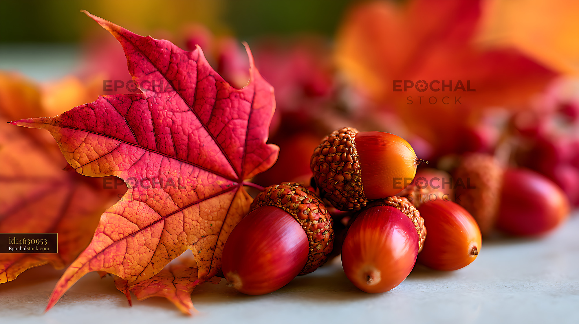 Watermarked full-resolution preview of Red maple leaf and acorns in autumn colors