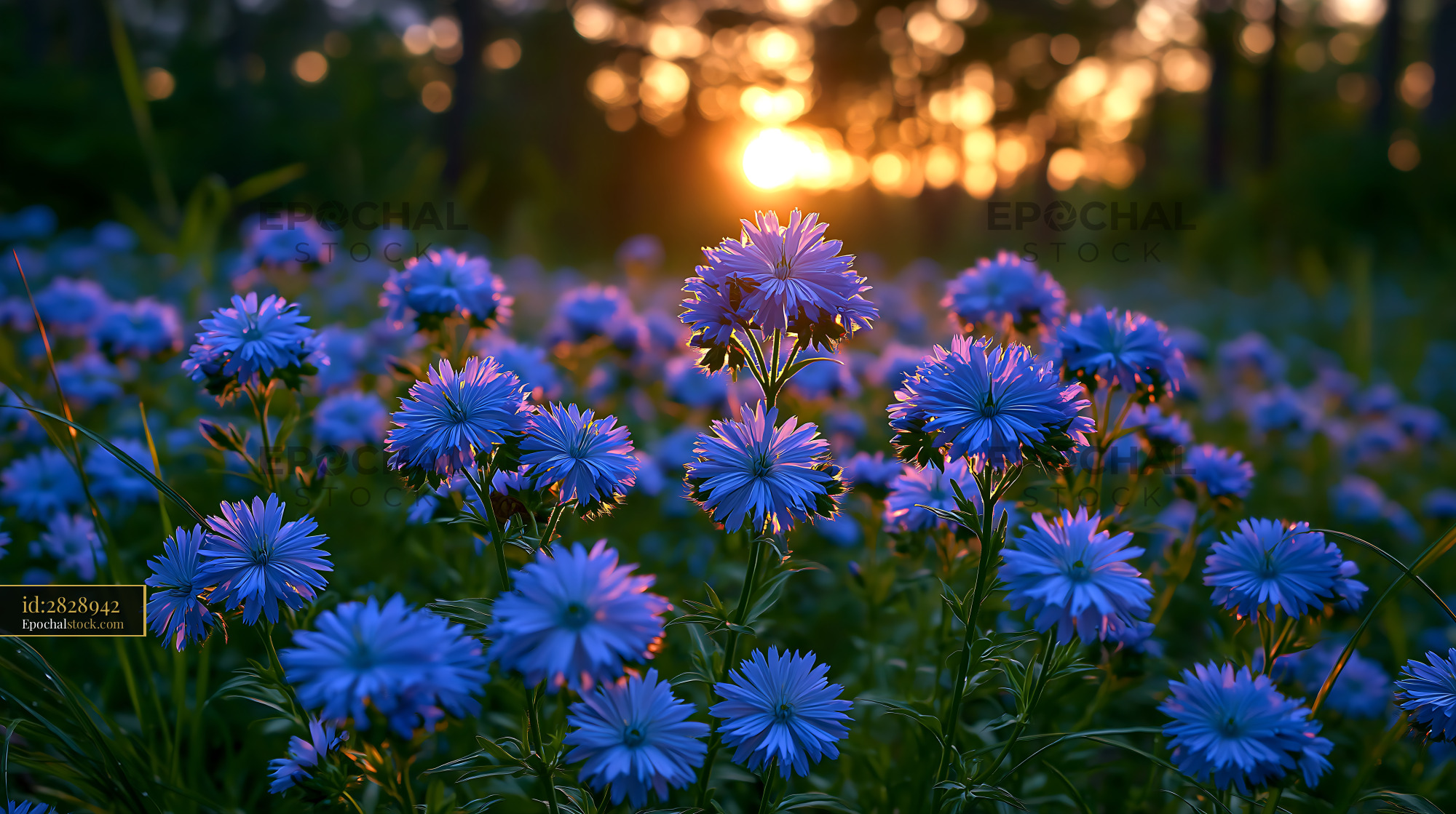 Watermarked full-resolution preview of Sunset over blue wildflowers in a forest clearing