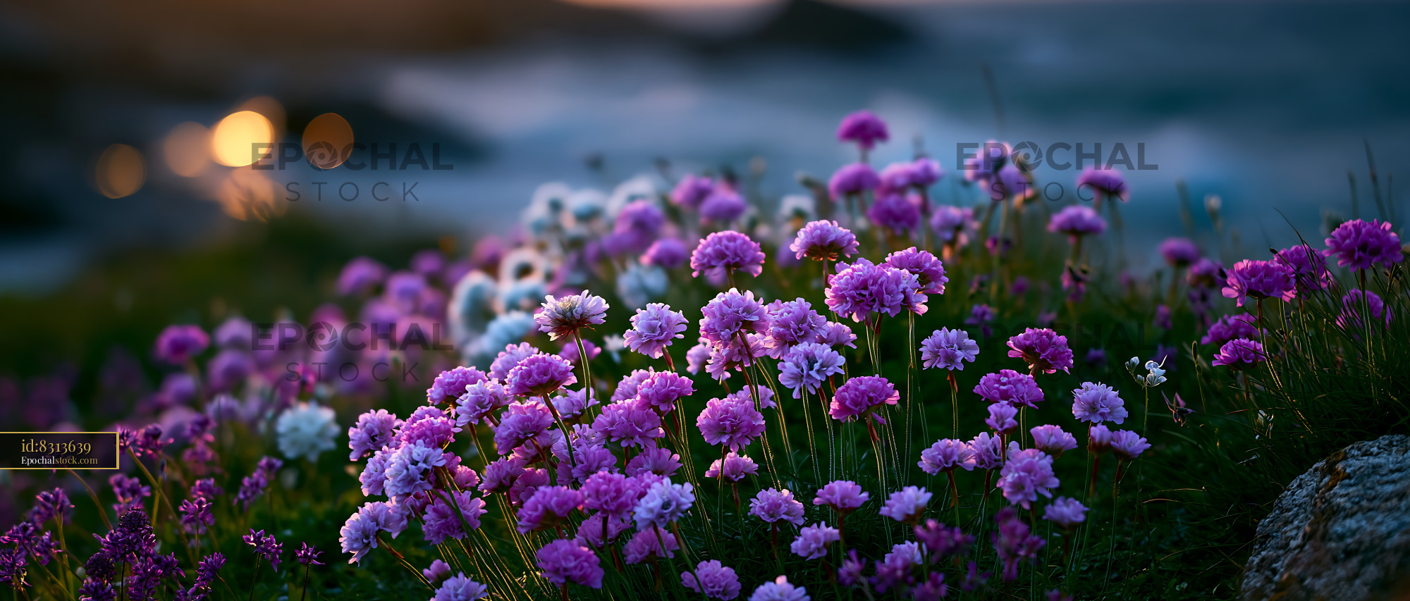 Flowers Bloom Near Ocean Shore During Sunset Light - stock photo