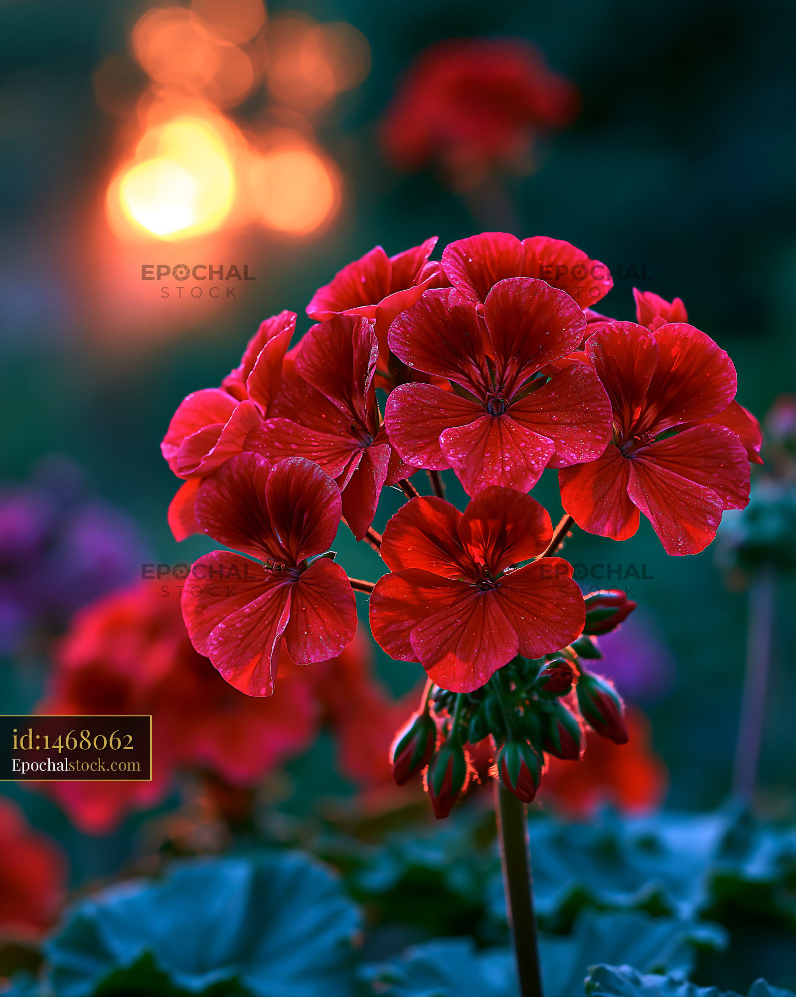 Watermarked full-resolution preview of Bright red geraniums in garden during sunset