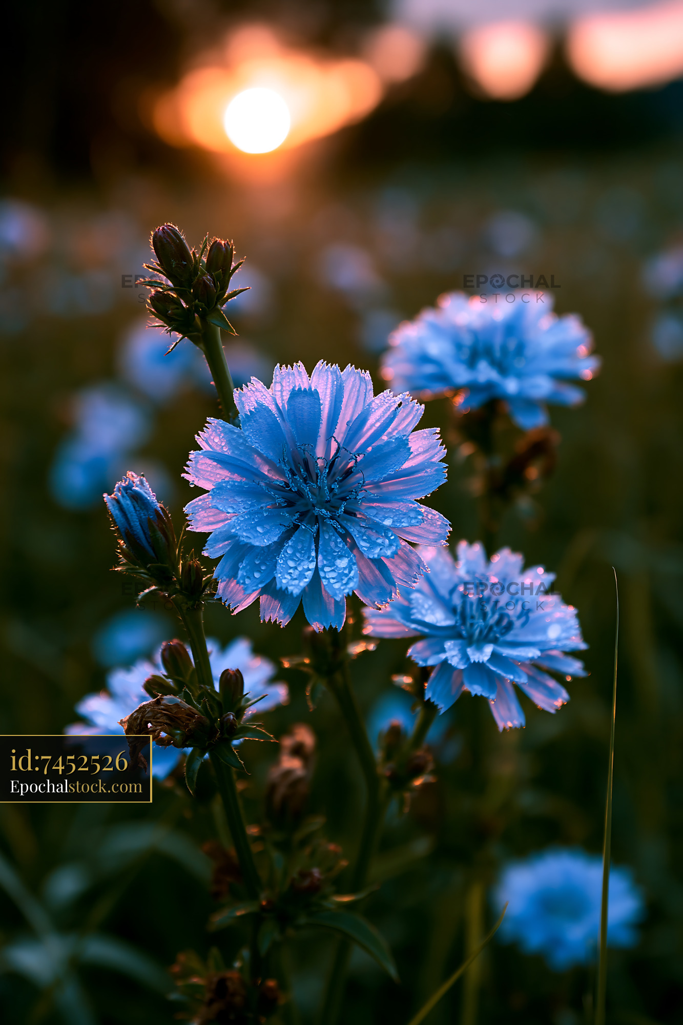 Watermarked full-resolution preview of Blue flowers with dew at sunset in a grassy field