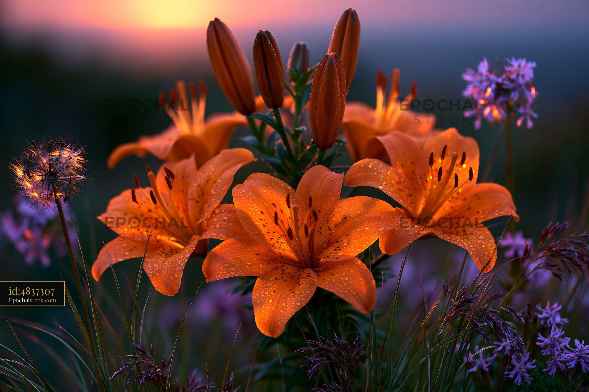 Watermarked full-resolution preview of Bright orange lilies blooming during sunset with purple flowers