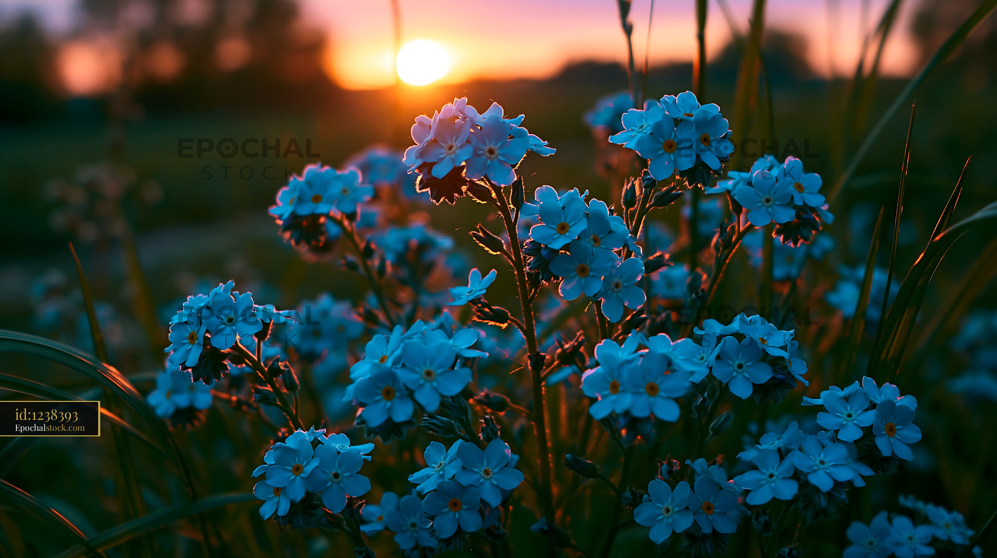 Watermarked full-resolution preview of Flowers blooming at sunset in a green field
