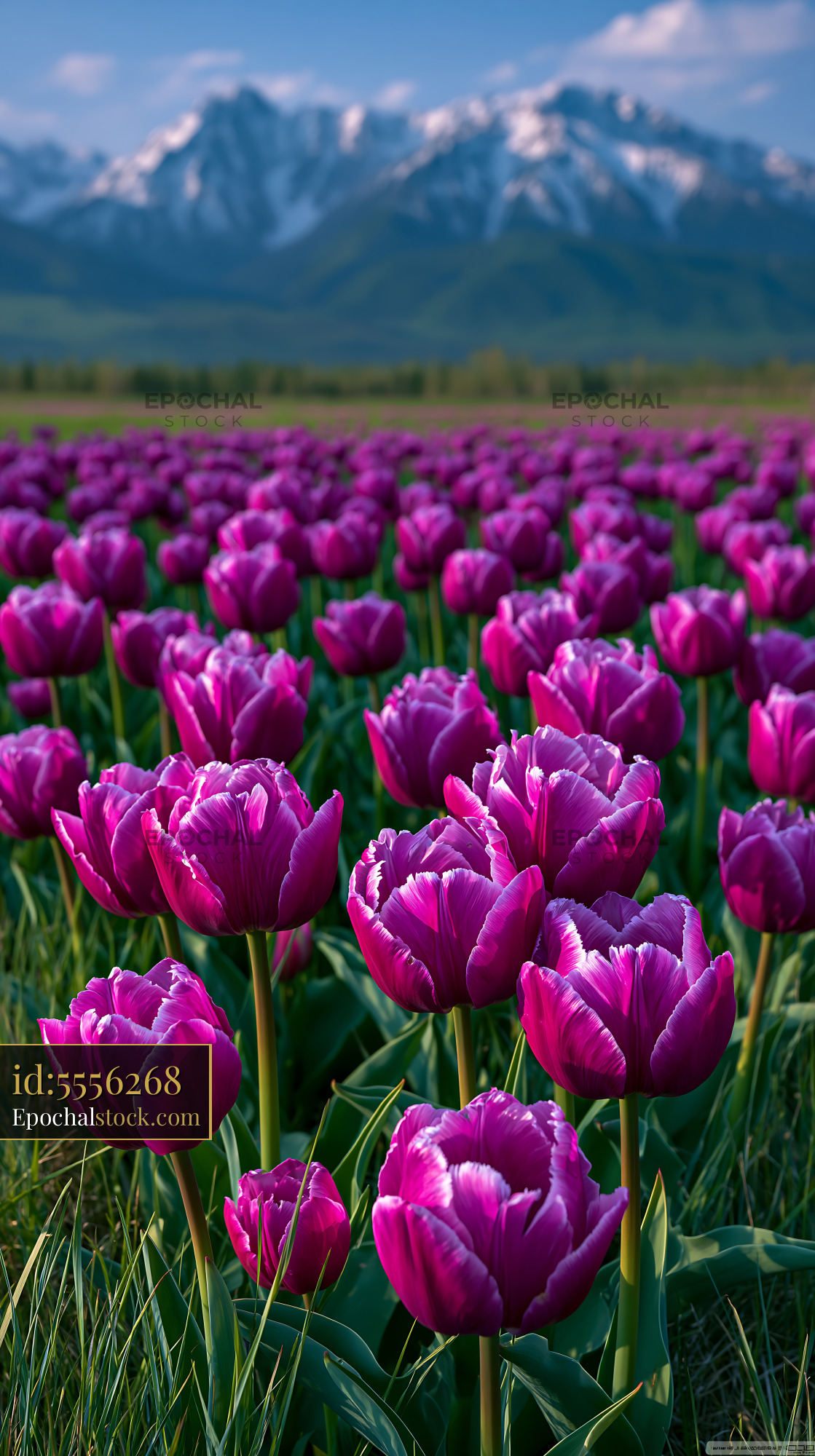 Watermarked full-resolution preview of Purple tulips blooming in a field with mountains in the background