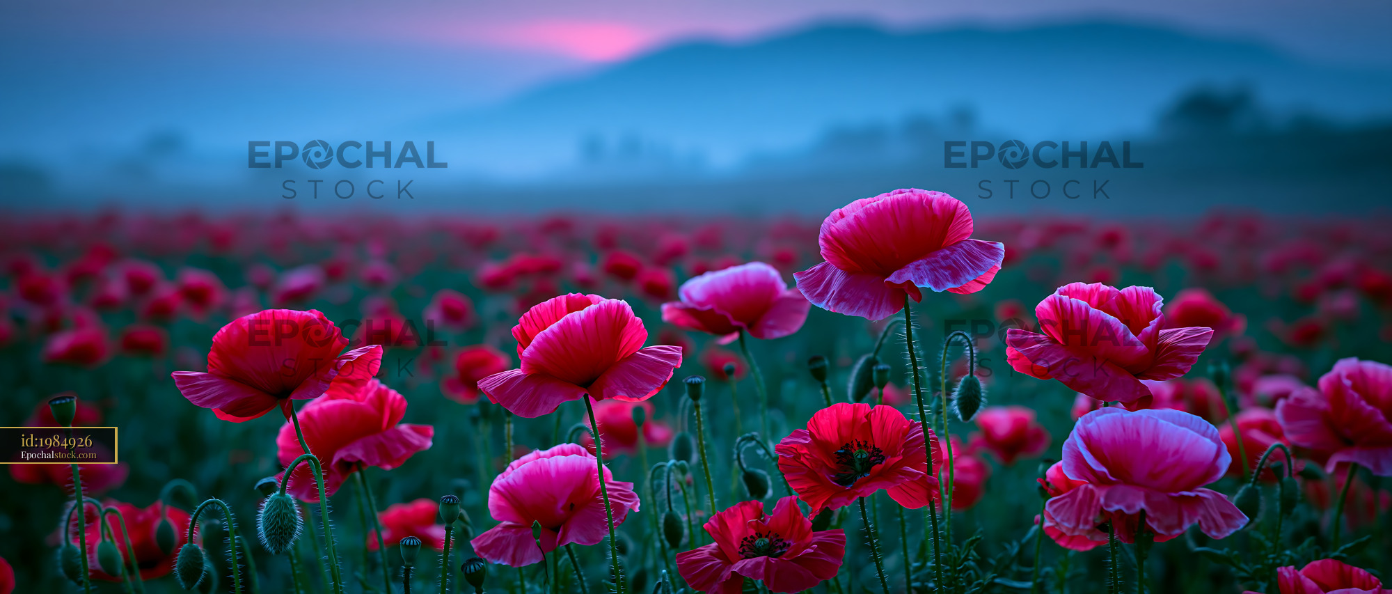 Watermarked full-resolution preview of Vibrant poppies bloom in a field during twilight