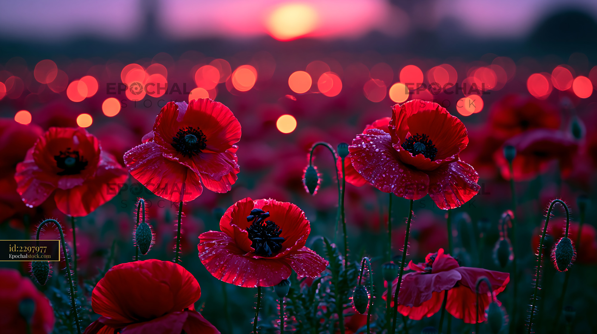 Watermarked full-resolution preview of Poppies in a field at sunset with droplets of water