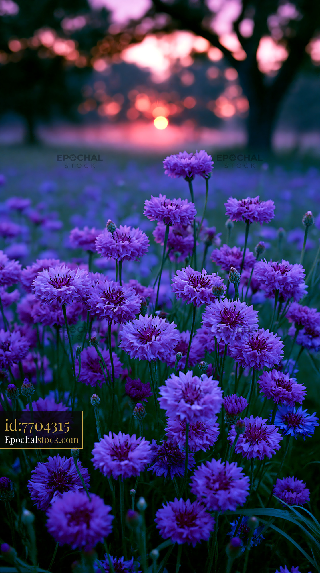 Purple Flowers Bloom in Field at Sunset With Warm Light — stock example for Prototyping for Nano Banana 2
