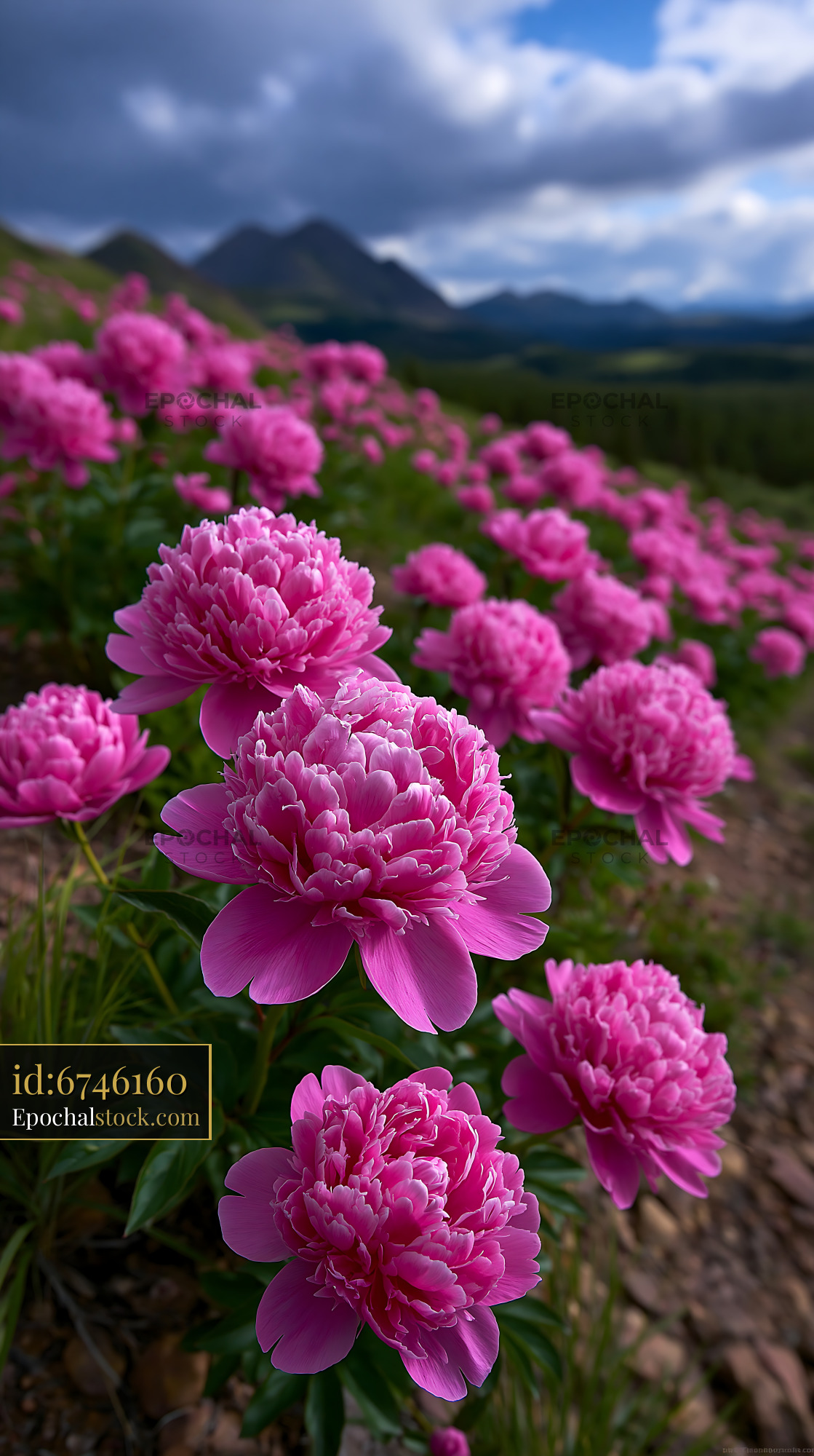 Watermarked full-resolution preview of Pink peonies bloom on a hillside under a cloudy sky