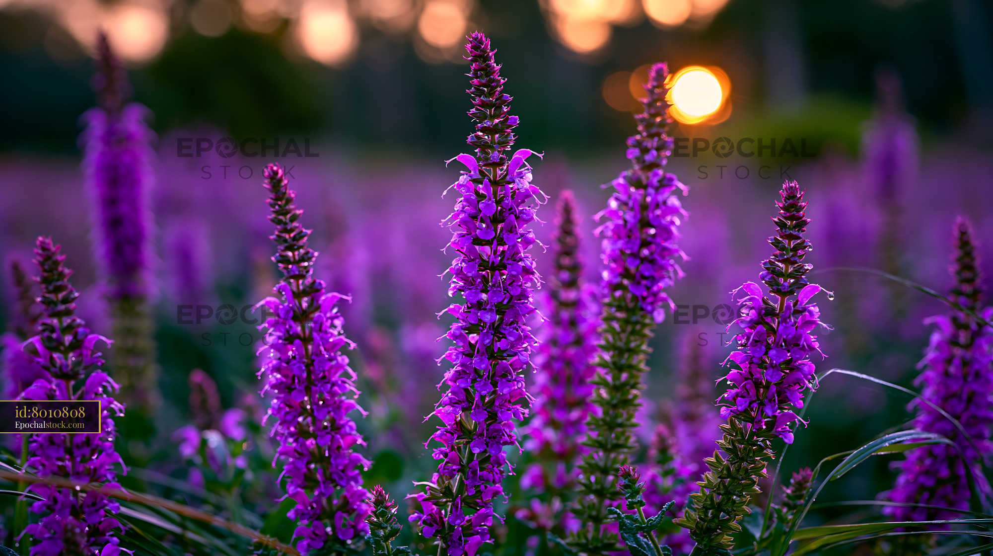 Watermarked full-resolution preview of Purple flowers in a field during sunset