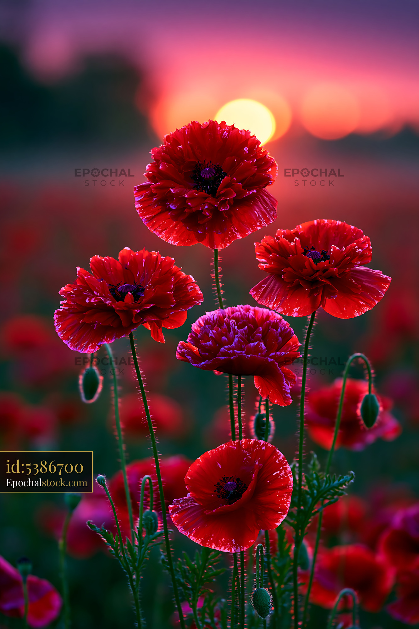 Watermarked full-resolution preview of Red poppy flowers at sunset in a field