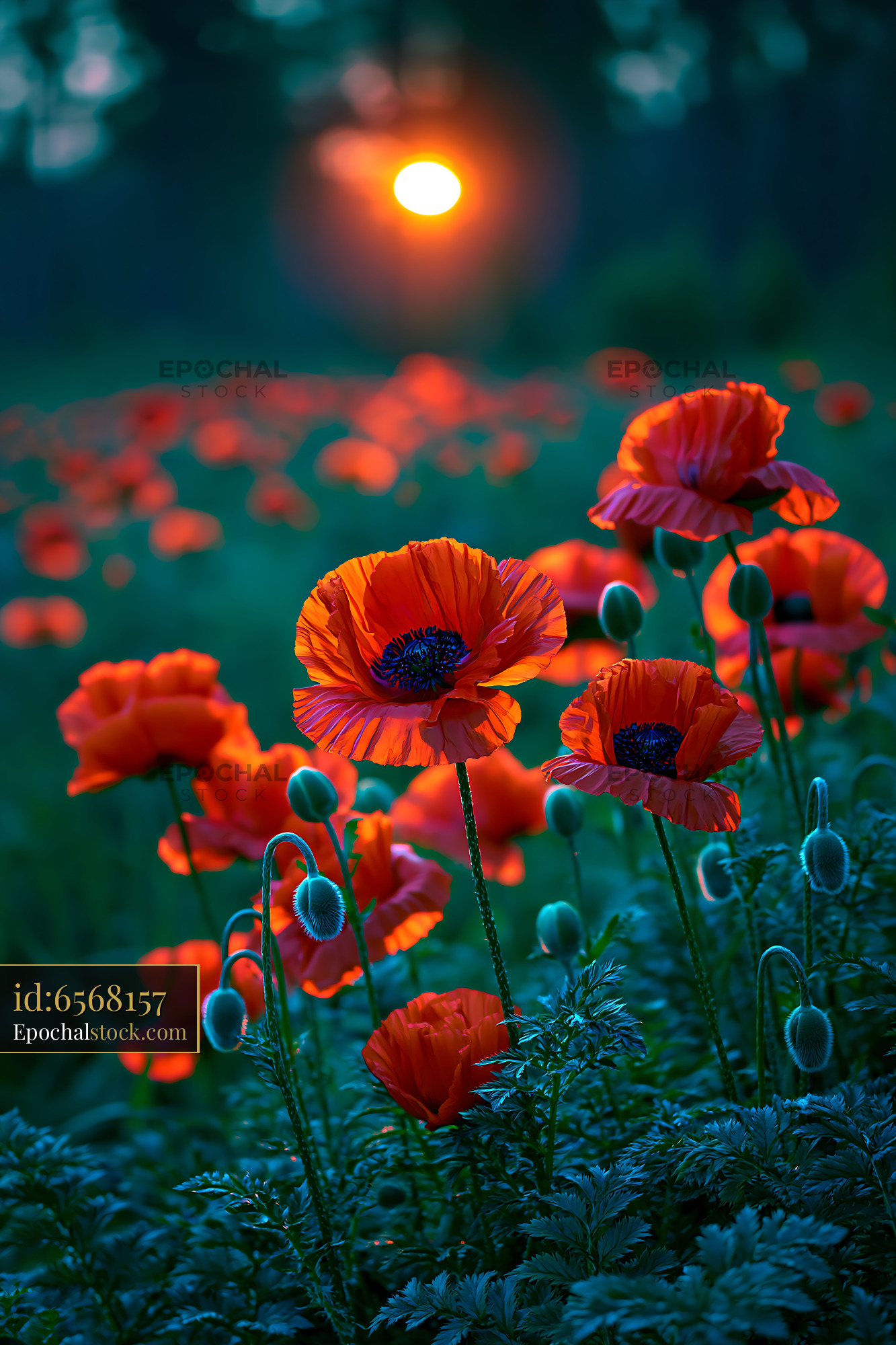 Watermarked full-resolution preview of Sunset over a field of red poppies