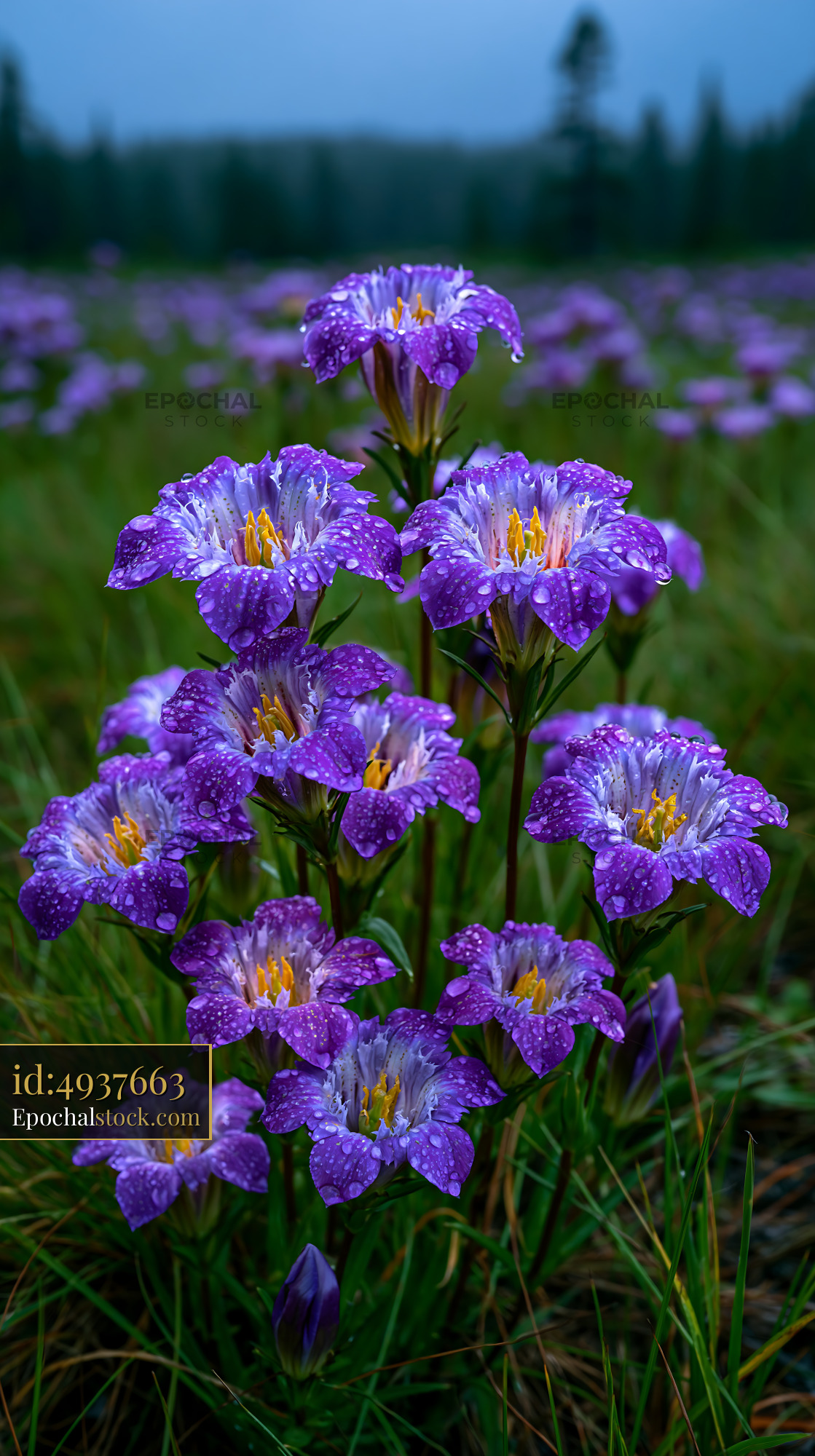 Watermarked full-resolution preview of Purple flowers with droplets in a field after rain