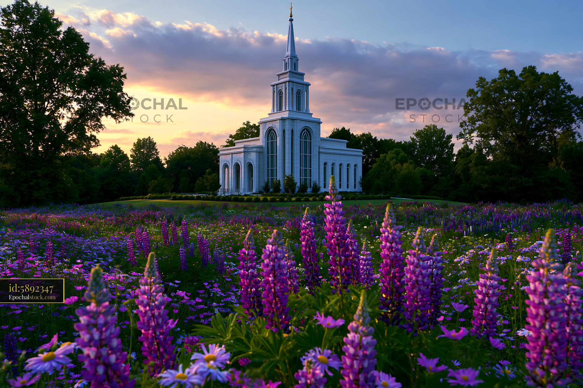 Watermarked full-resolution preview of Church building surrounded by fields of flowers at sunset