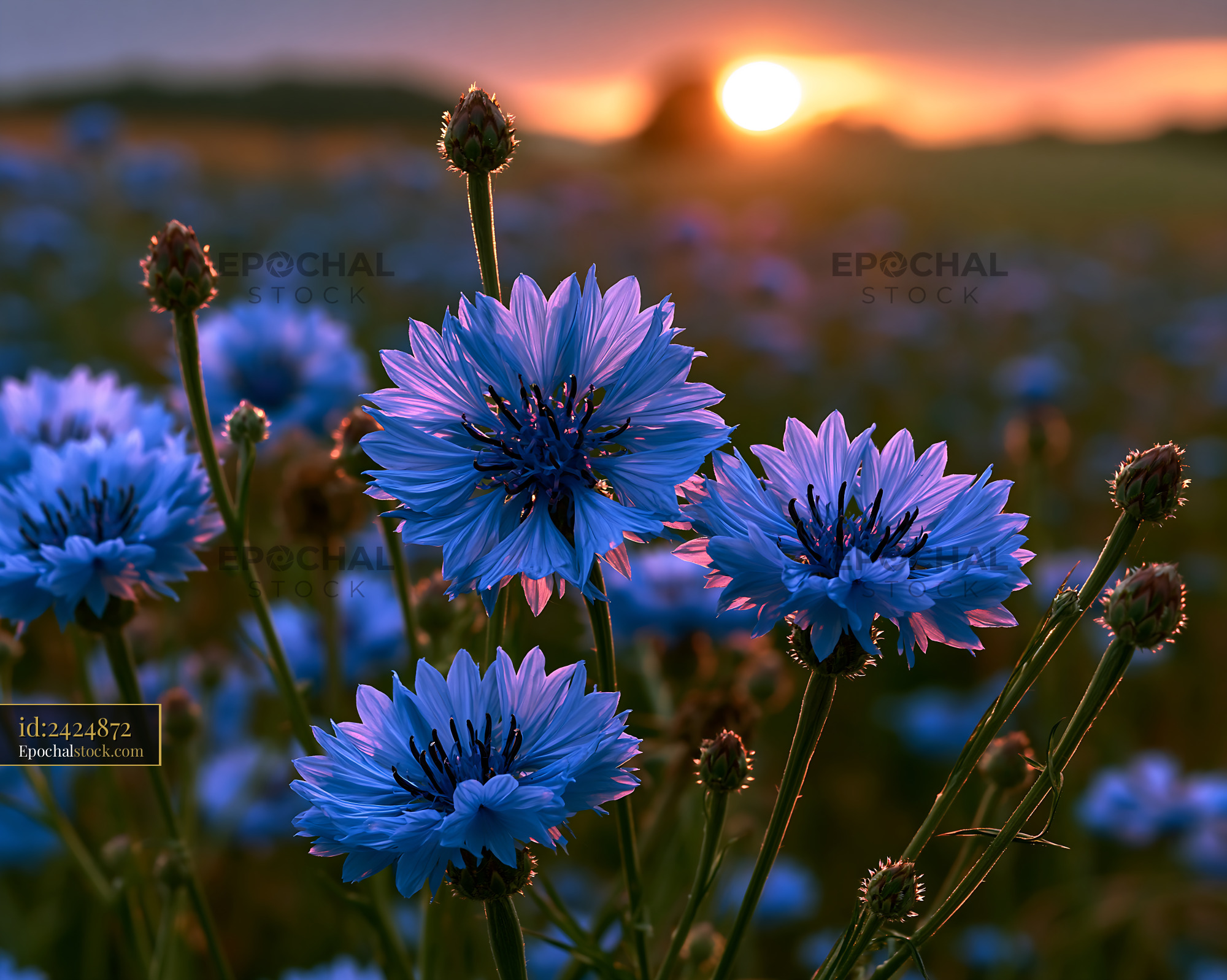 Watermarked full-resolution preview of Blue flowers at sunset in a field